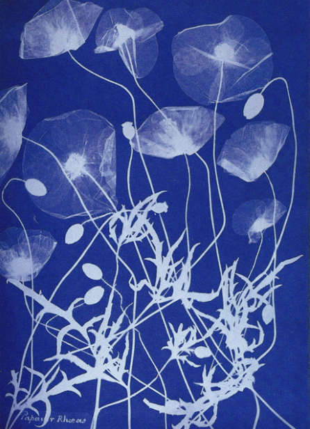 TALLER: Fotografiem la natura amb cianotípia