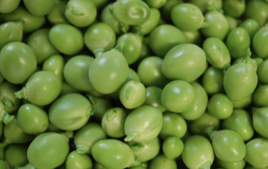 FESTA: la 26a Festa del Pèsol Garrofal