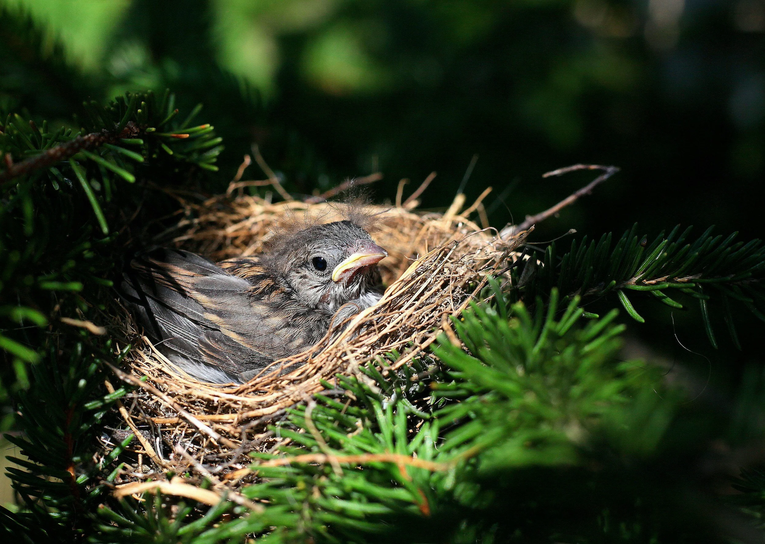 TALLER: Anellament científic de les aus i Caixes niu