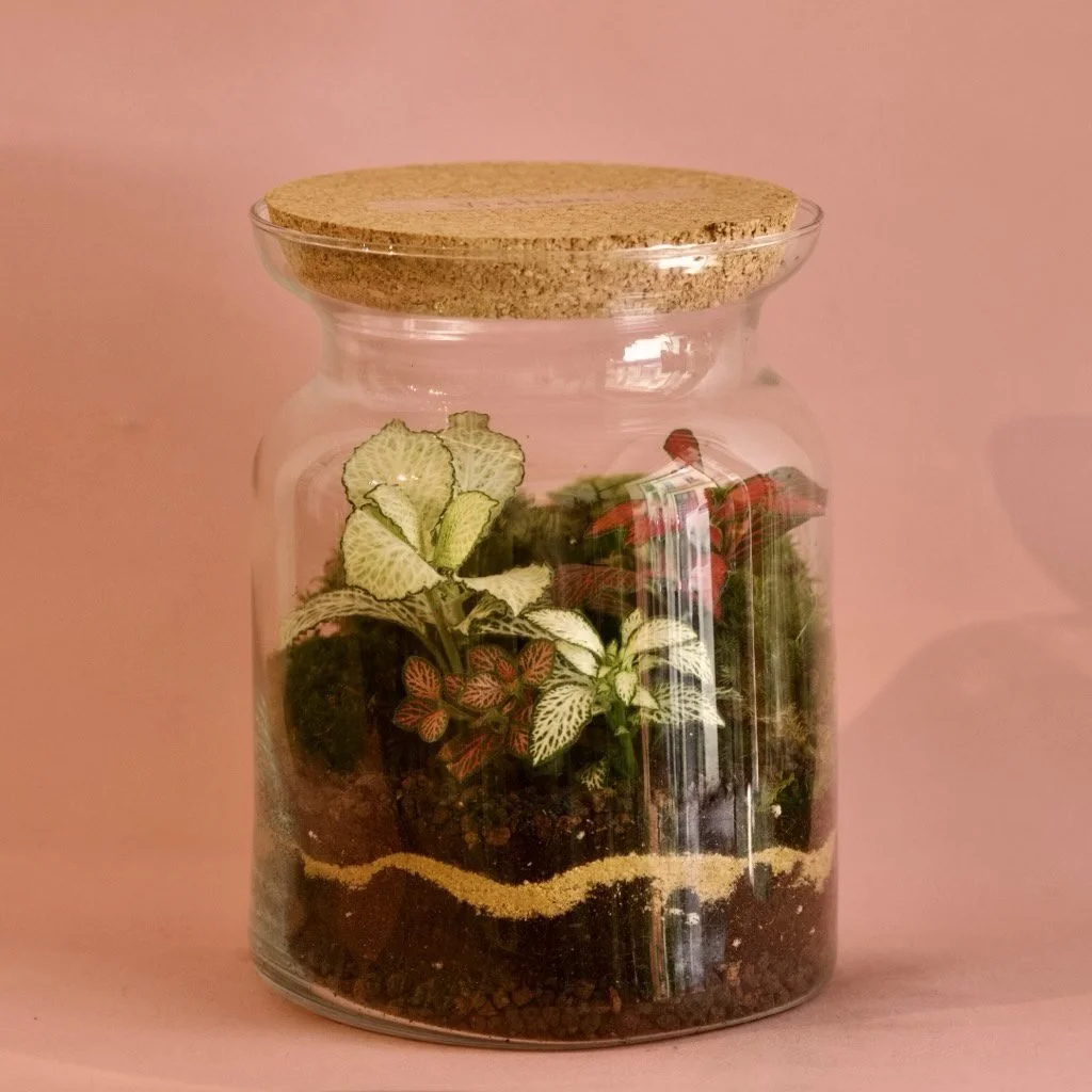 TALLER: Terrari etern