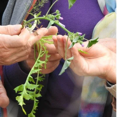 TALLER: Qui ha dit males herbes