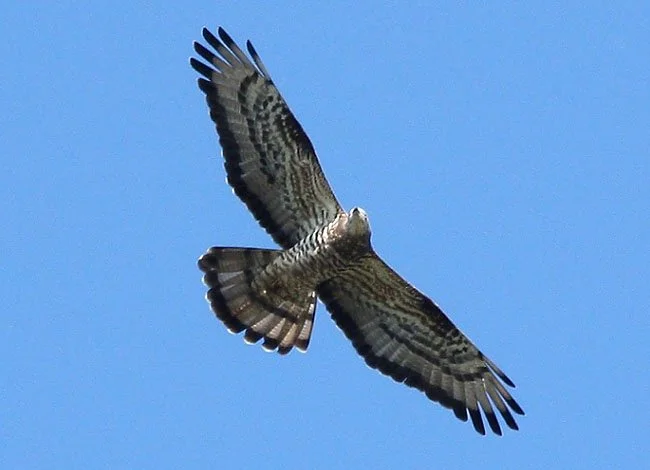 EXCURSIÓ: Observació guiada d'ocells al Parc de la Serralada de Marina