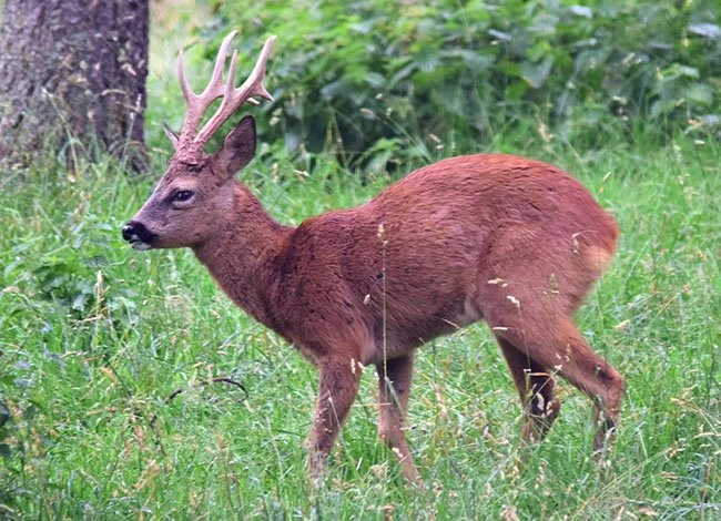 EXCURSIÓ: Rastres, restes i altres indicis de fauna salvatge