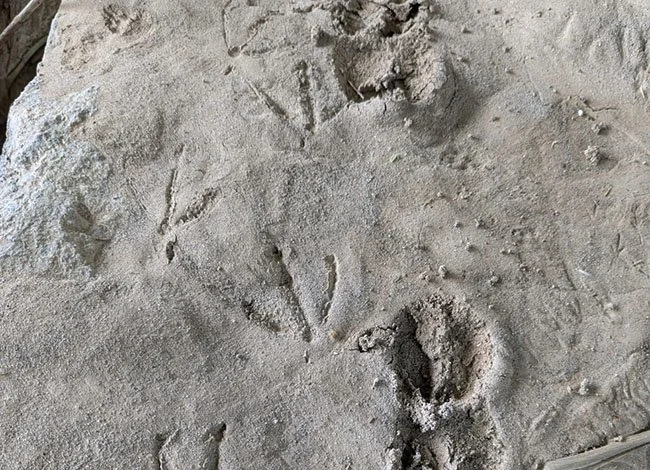 EXCURSIÓ: Seguim el rastre dels animals de la Serralada de Marina