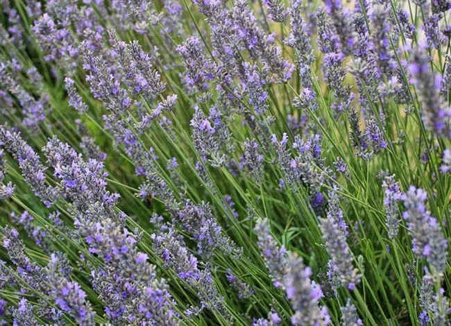 TALLER: Saquets de plantes remeires