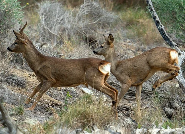 TALLER: Detectius del Parc! Seguint el rastre dels animals
