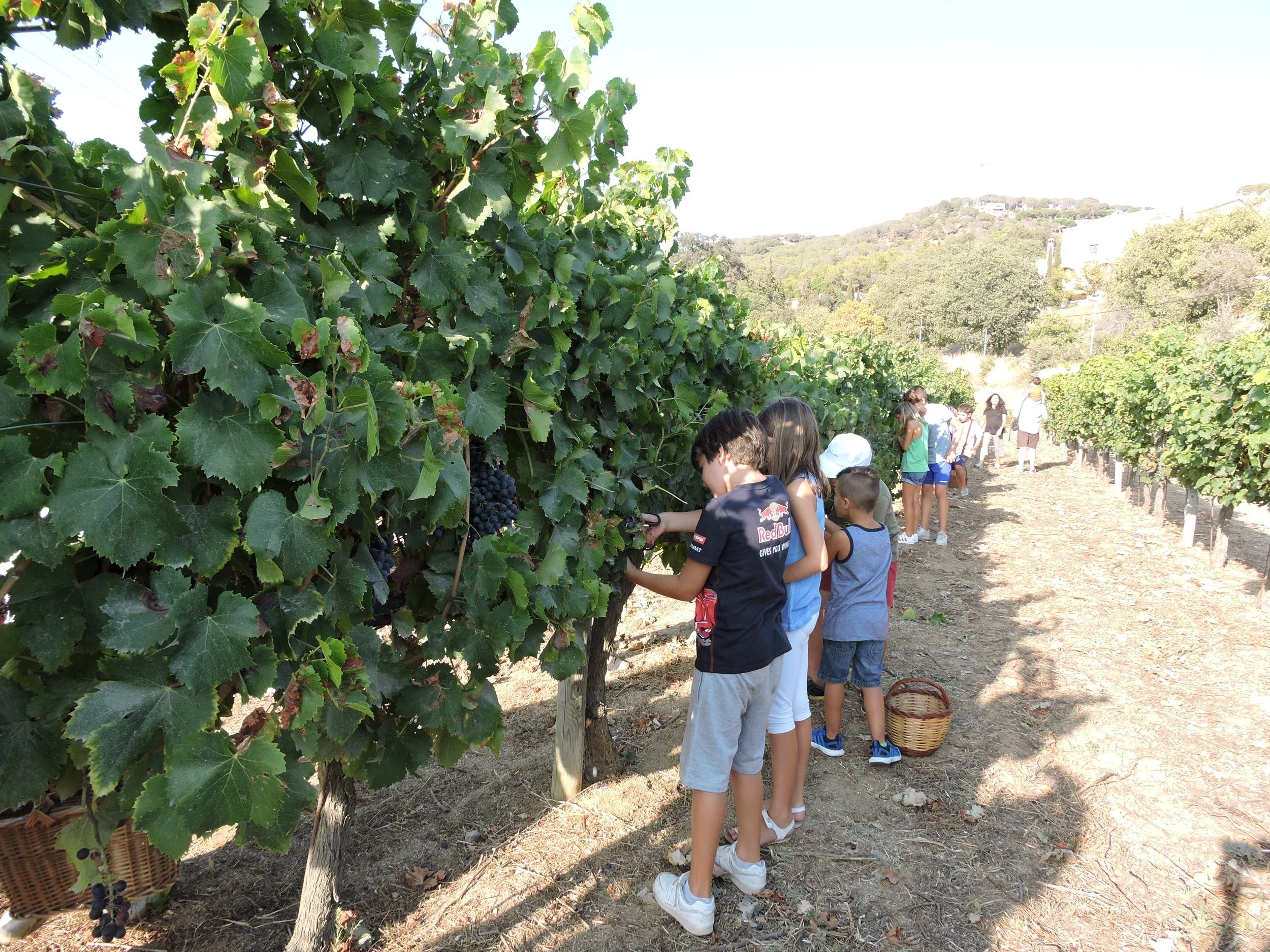 TALLER de verema: De la vinya al vi 