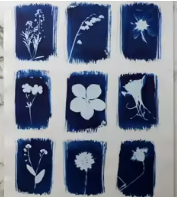 TALLER: Cianotípia familiar 