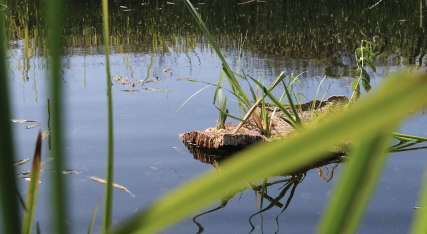 RUTA: La bassa per a la biodiversitat 