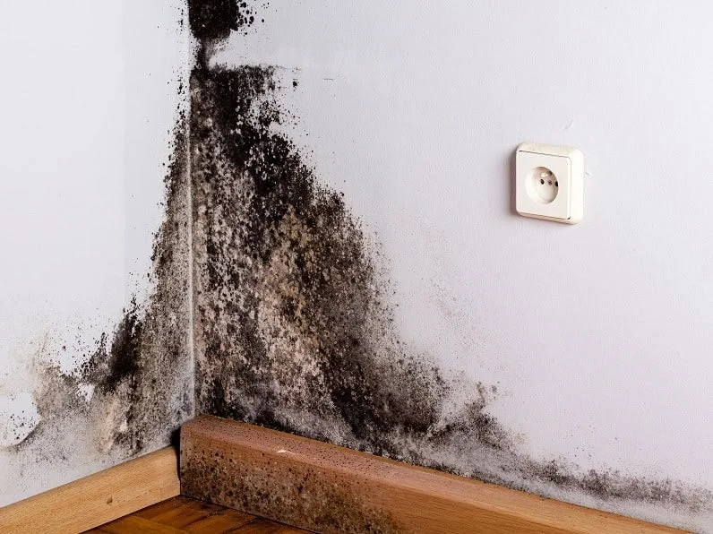 Damp Walls in Bristol – What Homeowners Need to Know Before Repairing Plaster