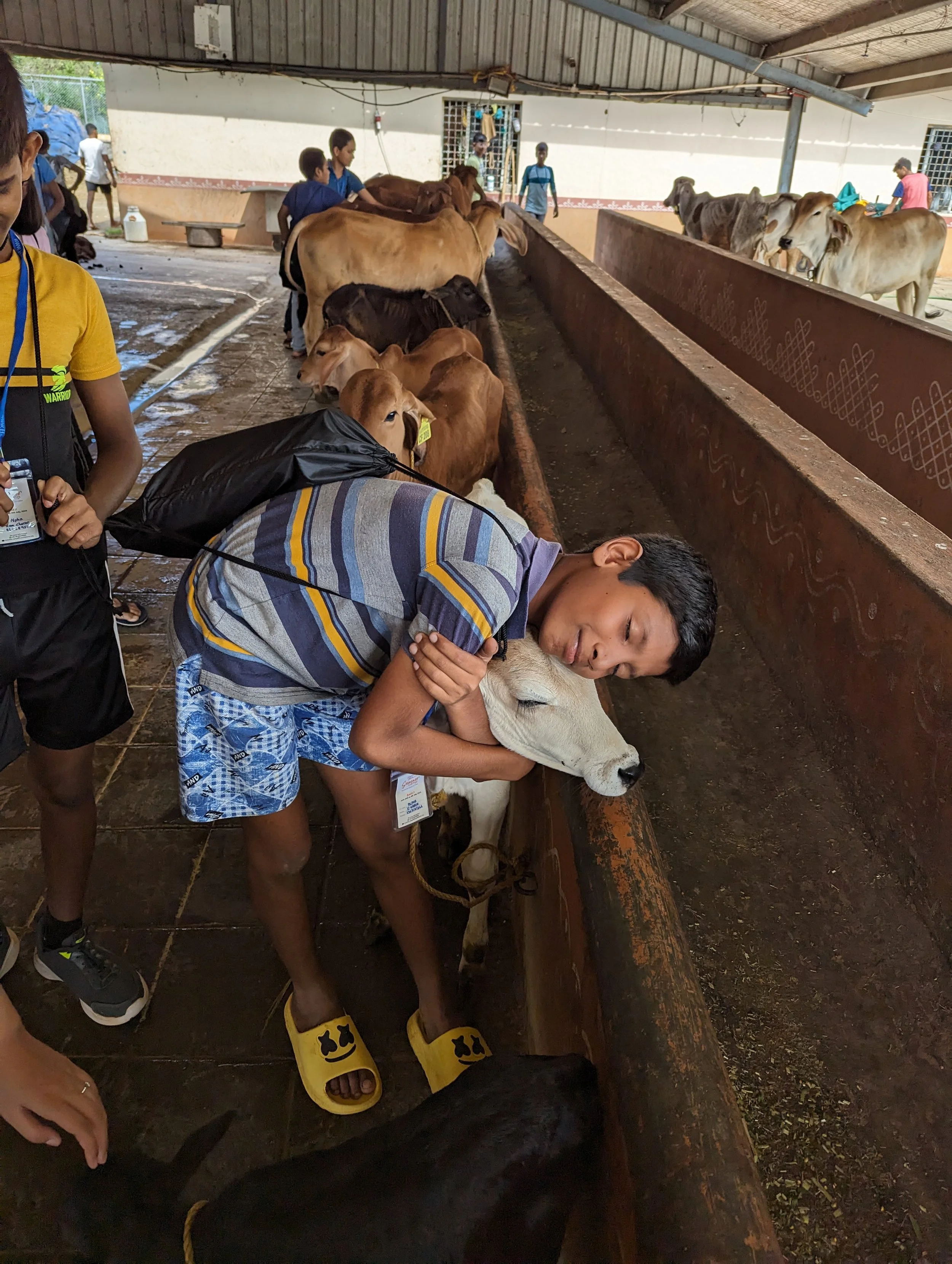 A young boy hugging a white calf at a farm or livestock exhibit, with other children and cows nearby.