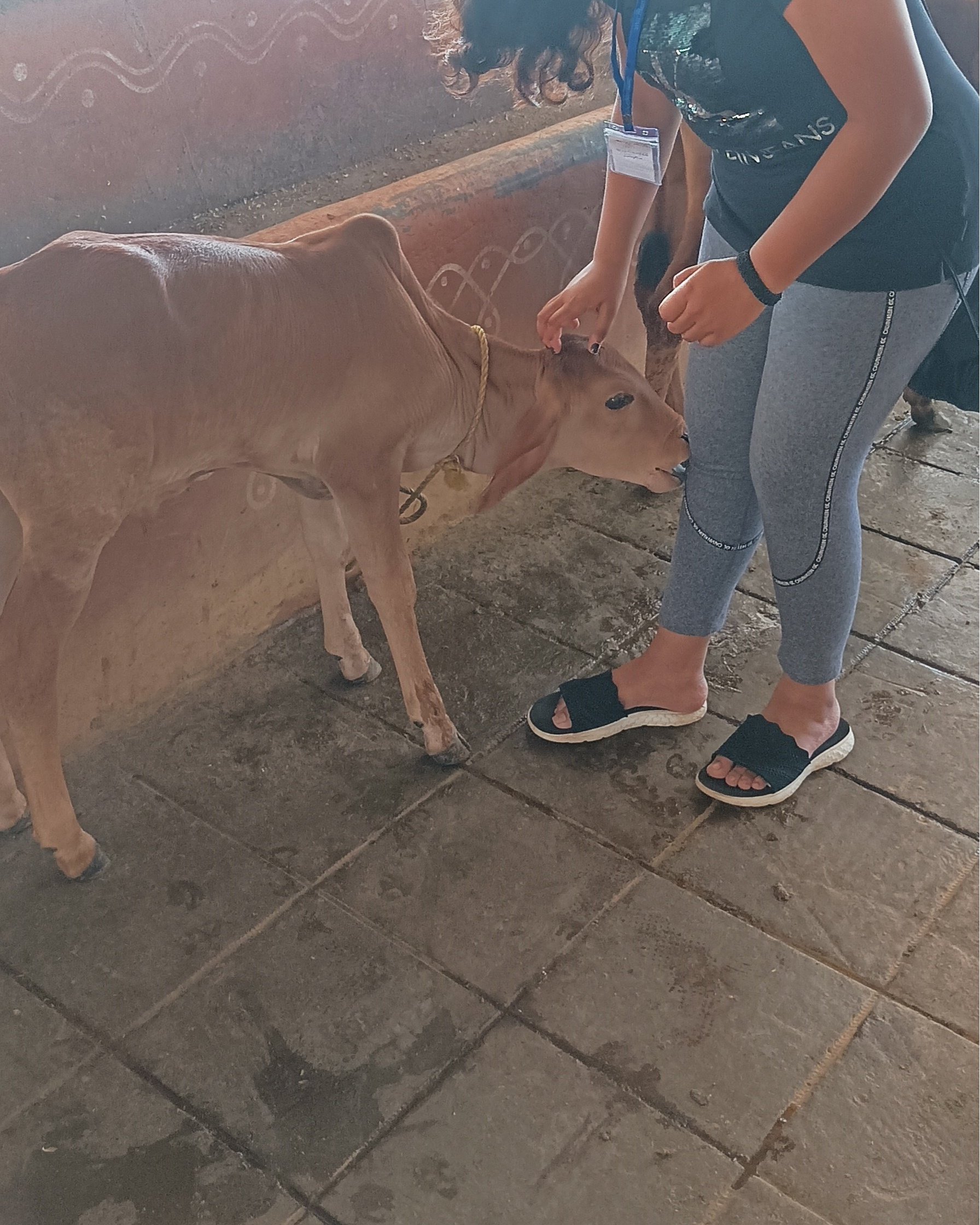 A girl in gray leggings and black sandals feeds a brown calf with a small mouth. The calf has a rope halter and is standing on stone tiles inside a structure with painted walls.