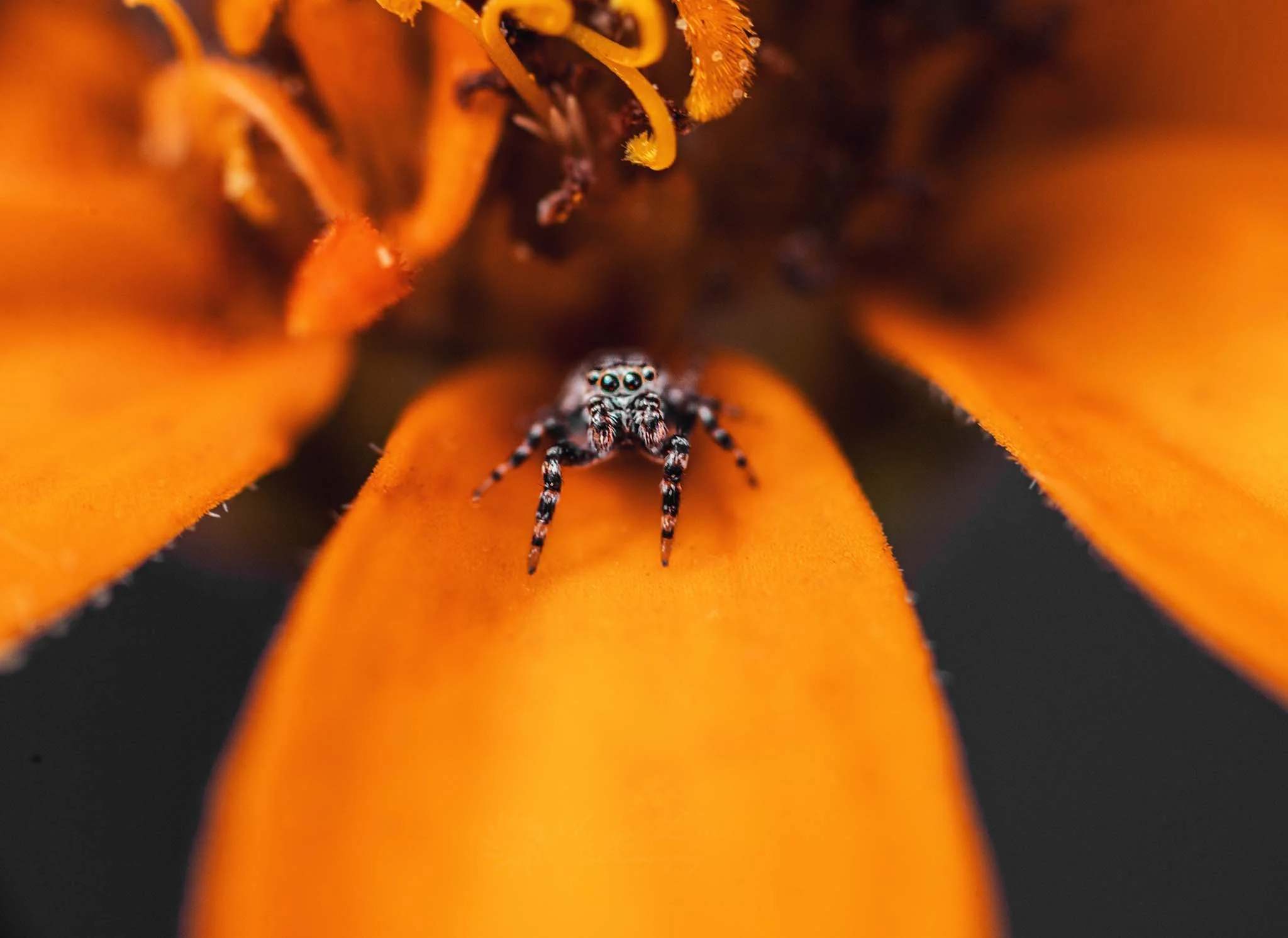 Chase the Rainbow Project | Orange