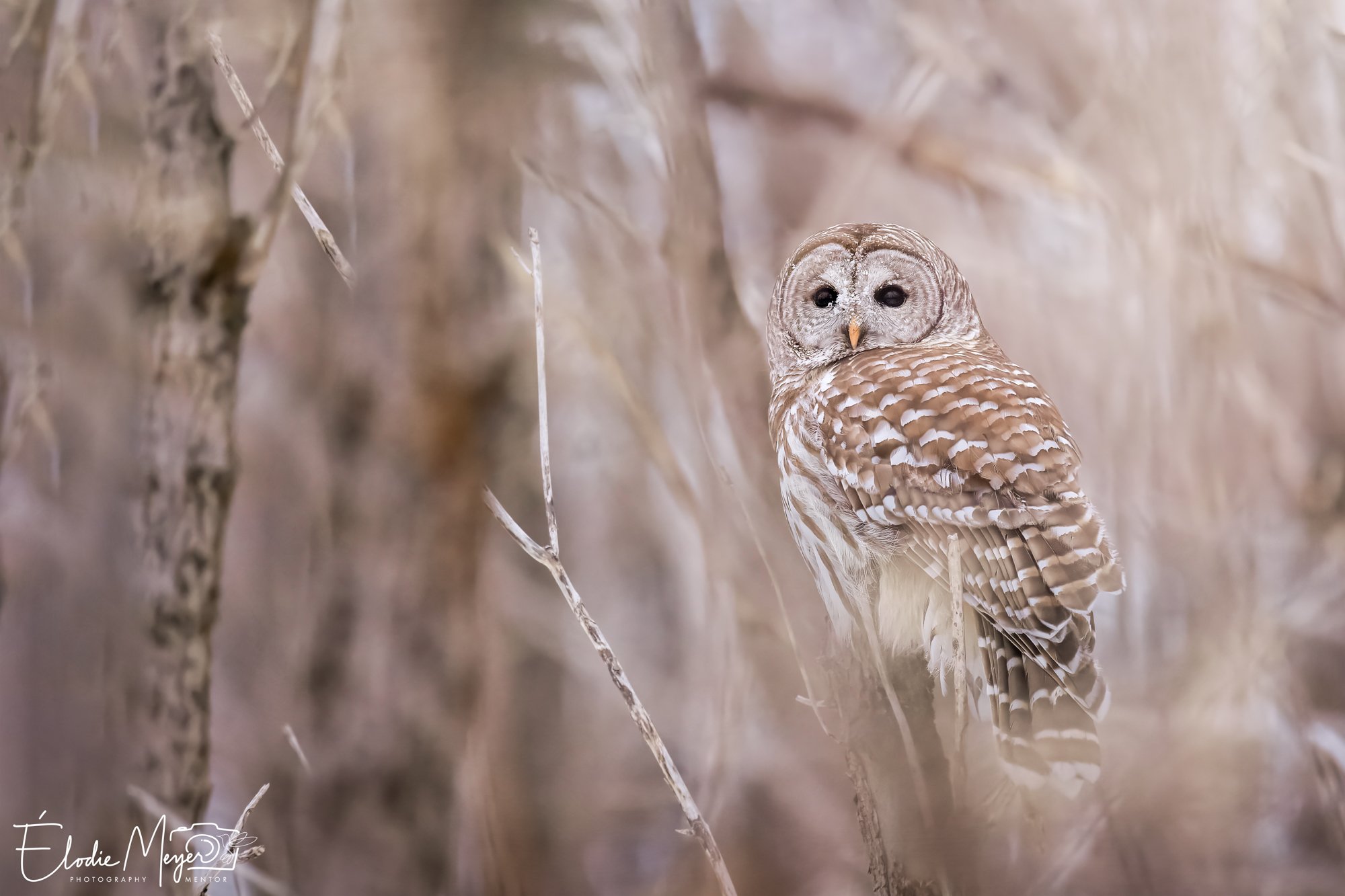 Why Winter Is The Most Magical (and misunderstood) Season For Photography | by Élodie Meyer