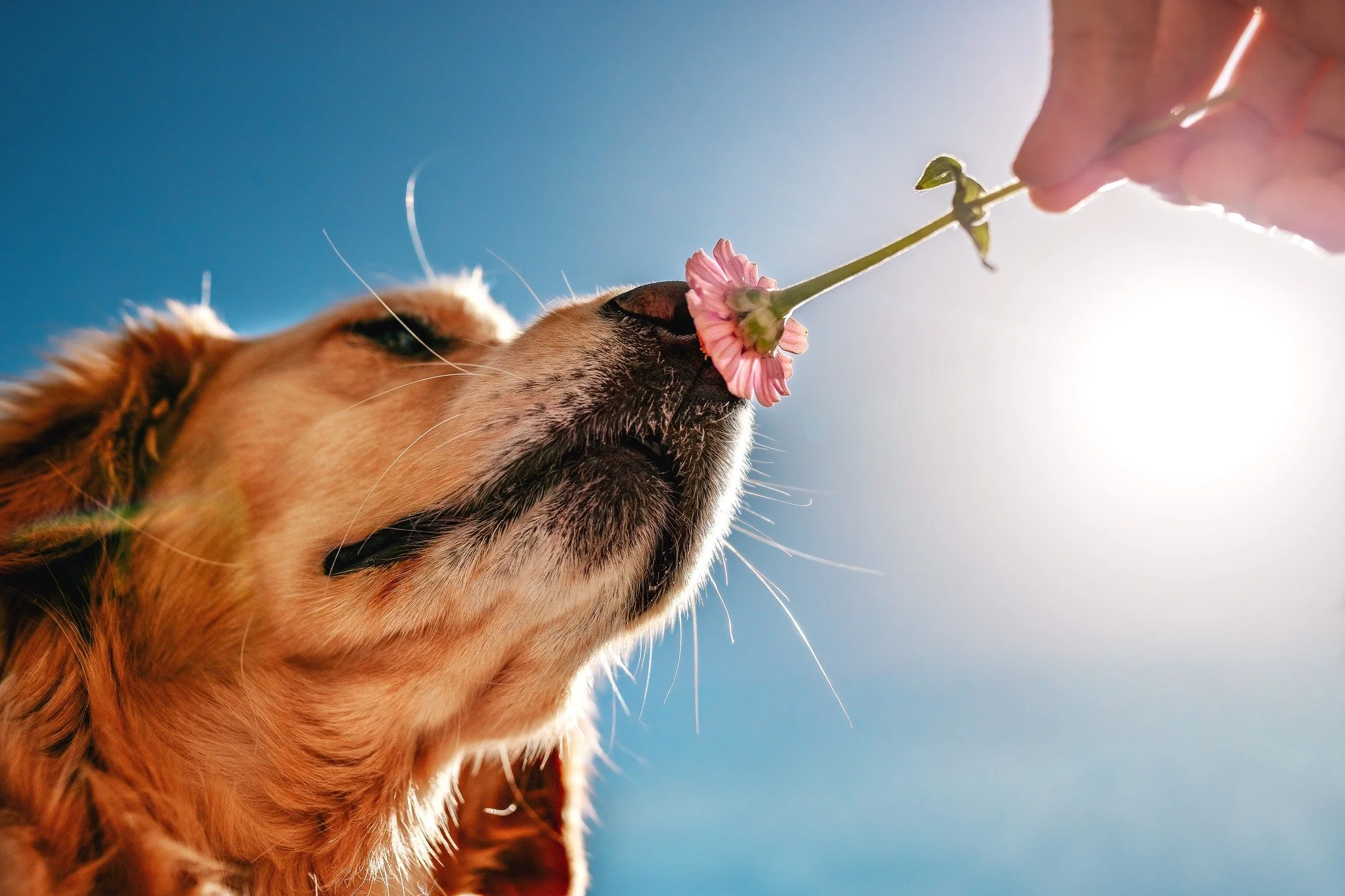 52 Clicks | Week 15 | Smell