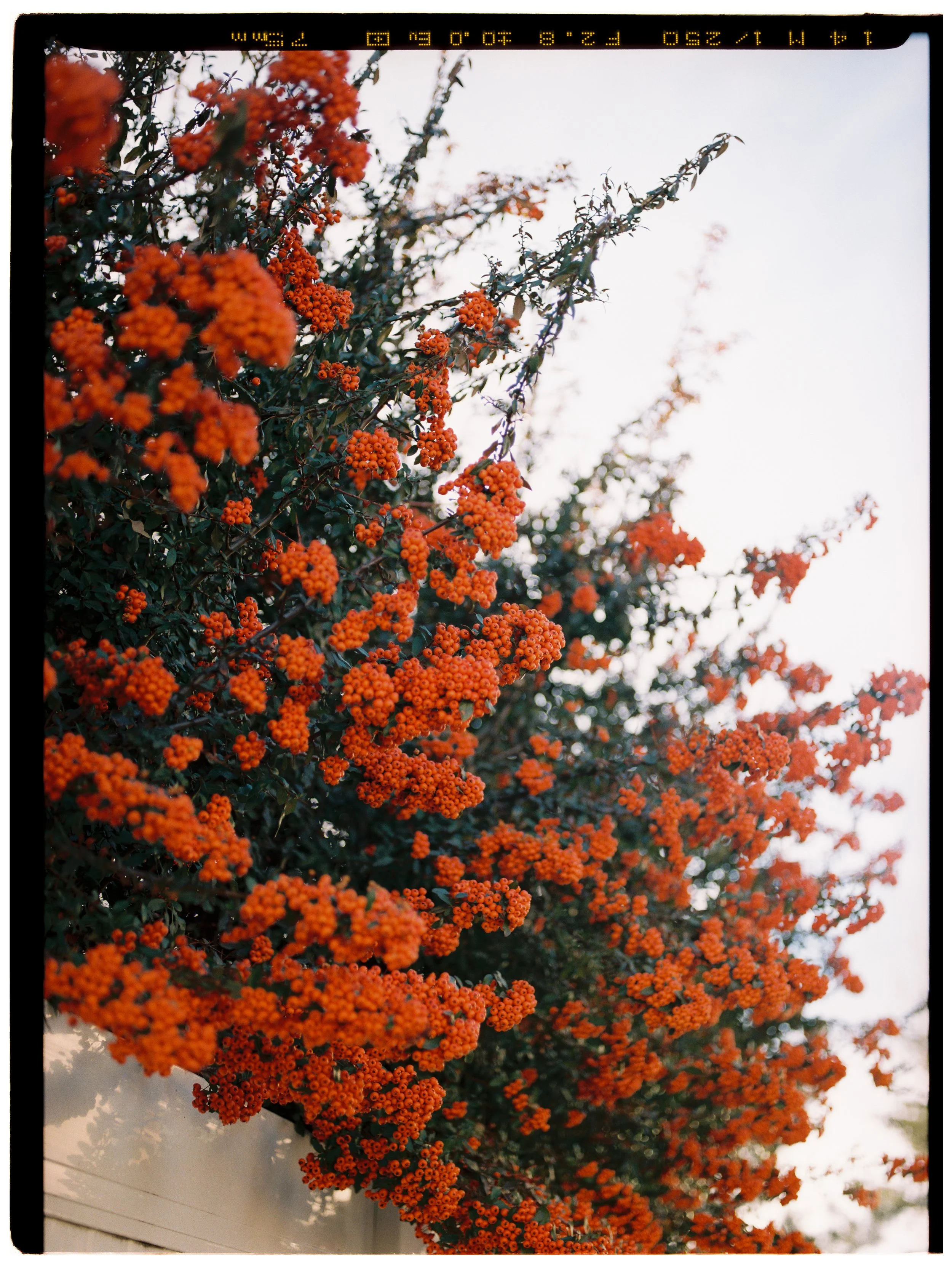 M.Ortendahl_120_Portra 800 at 400_14.jpg
