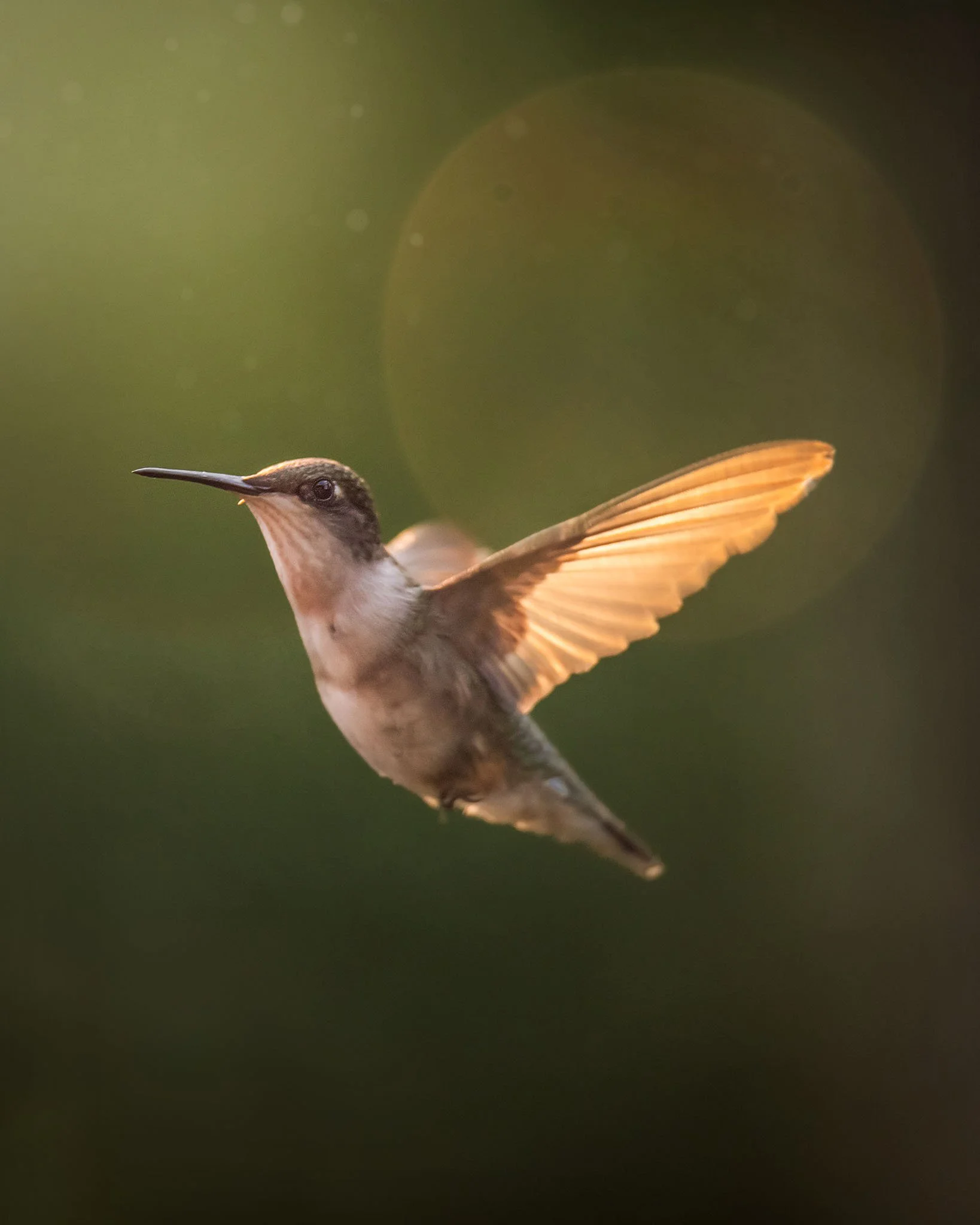 Back‑Button Focus: the magical trick that makes fast‑moving photography SO much easier! | by Elodie Meyer