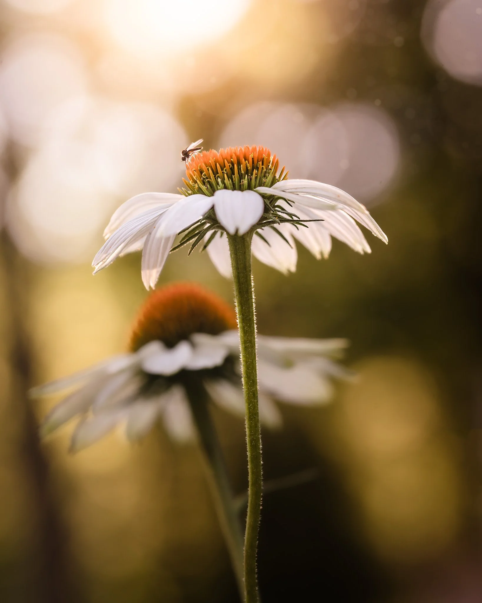 Why Nature Photography Changed the Way I See the World | by Holly Awwad