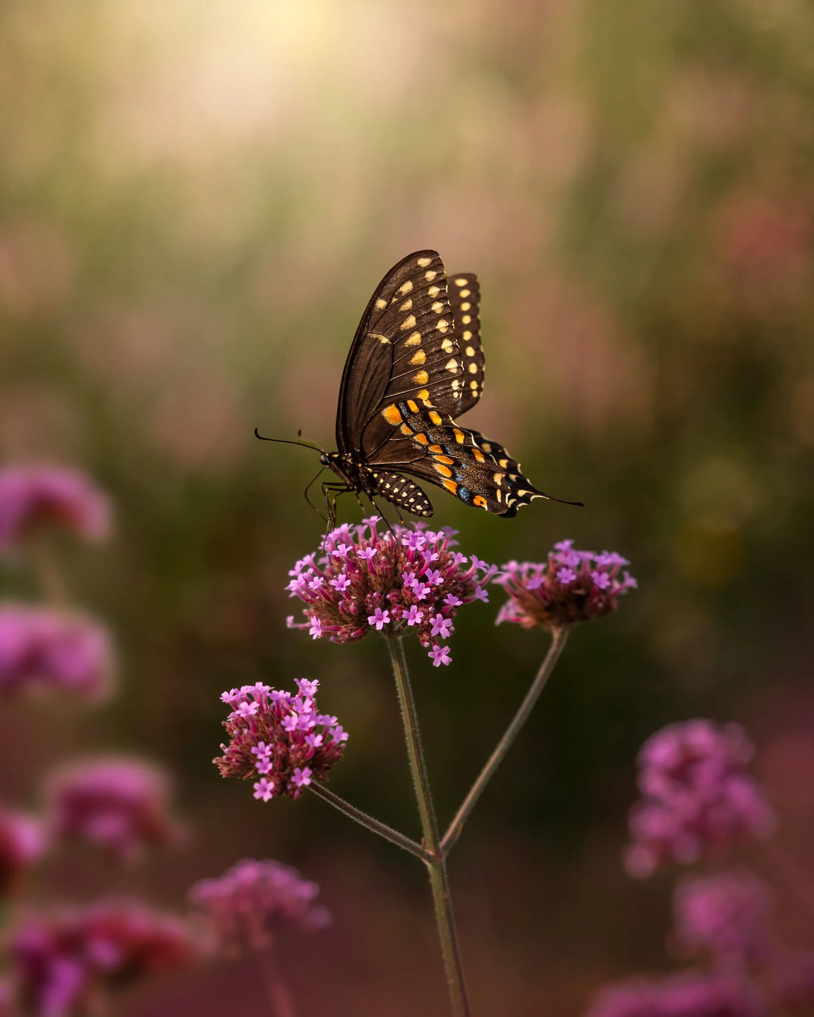 the-mindful-lens-18.jpg