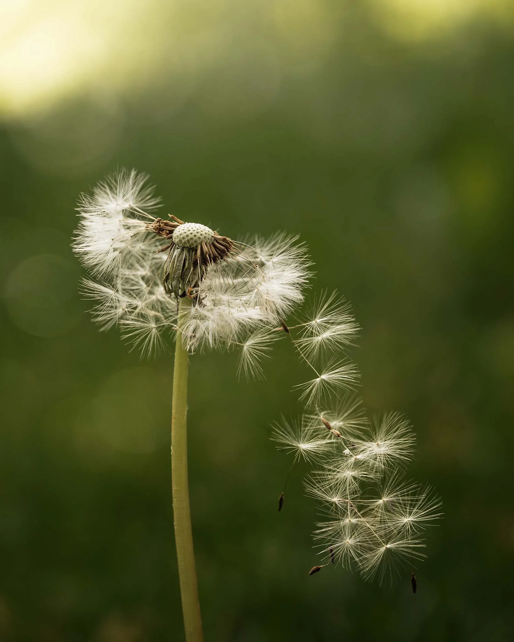 the-mindful-lens-2.jpg