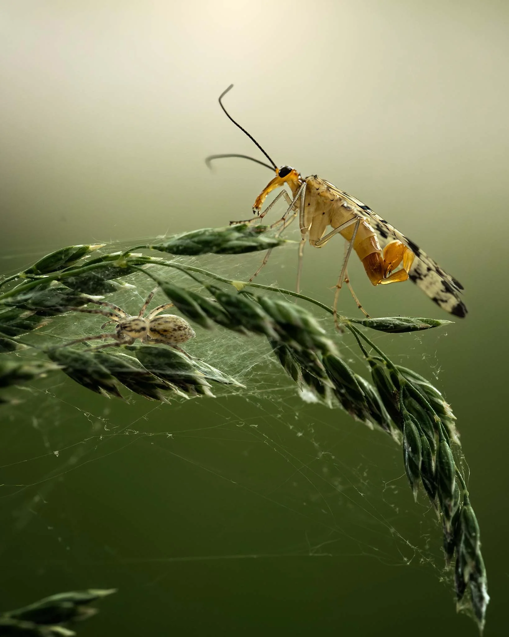 the-mindful-lens-3.jpg