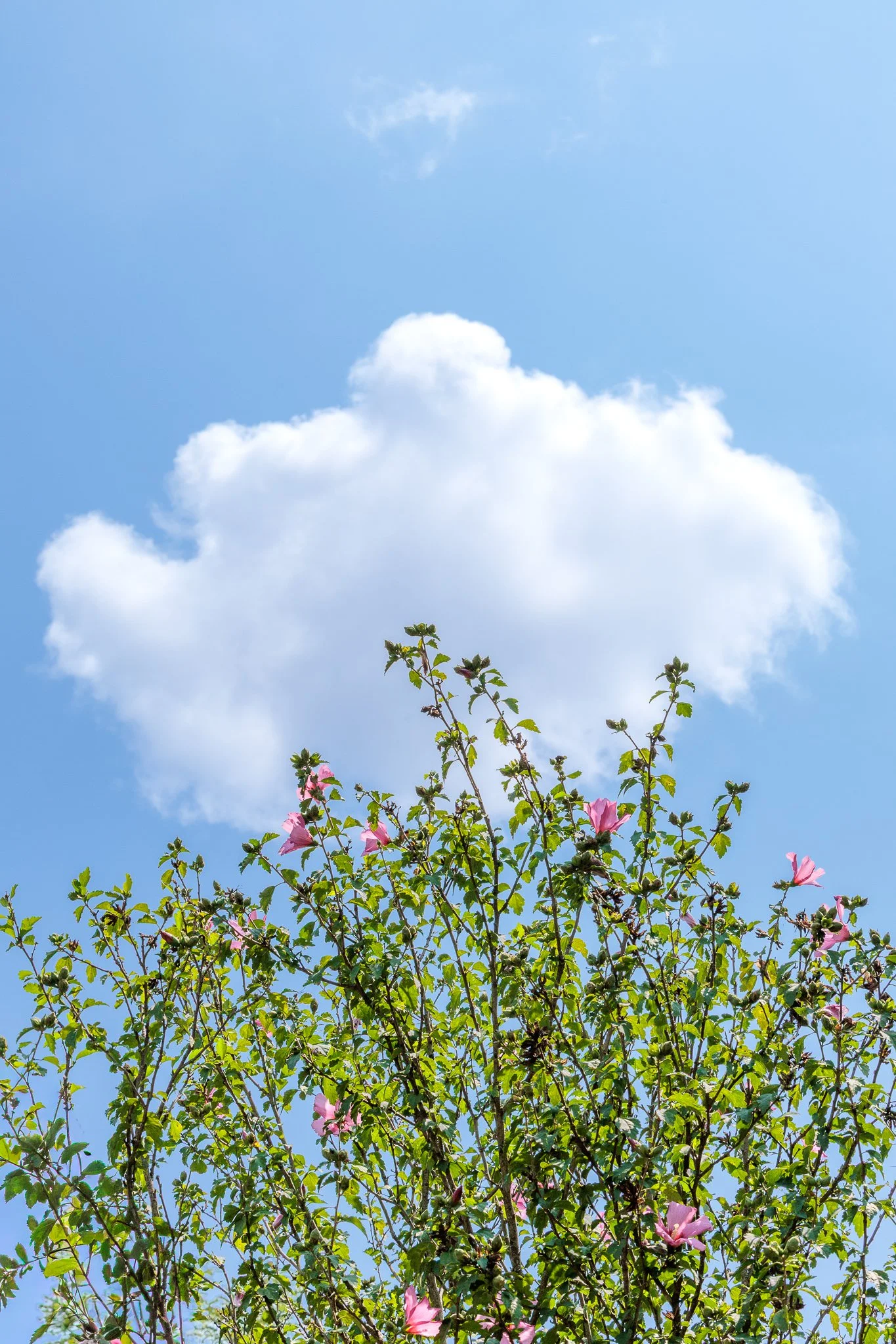 Chase the Rainbow Project | Sky Blue