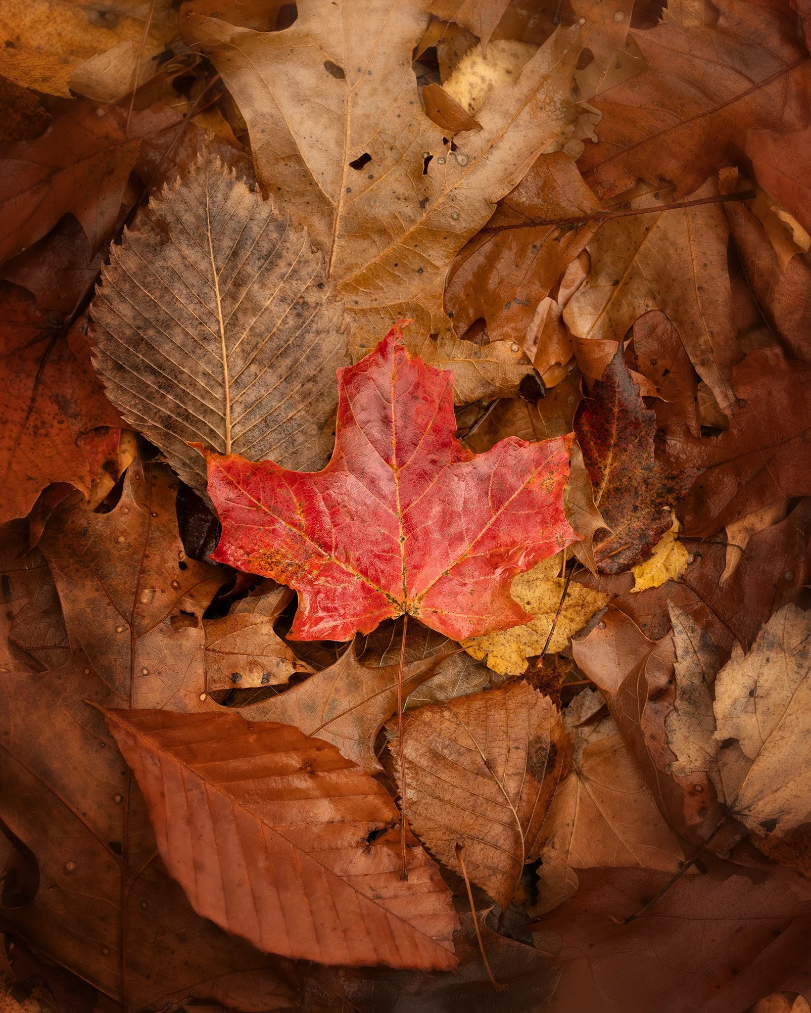 DSC_8859web.jpg