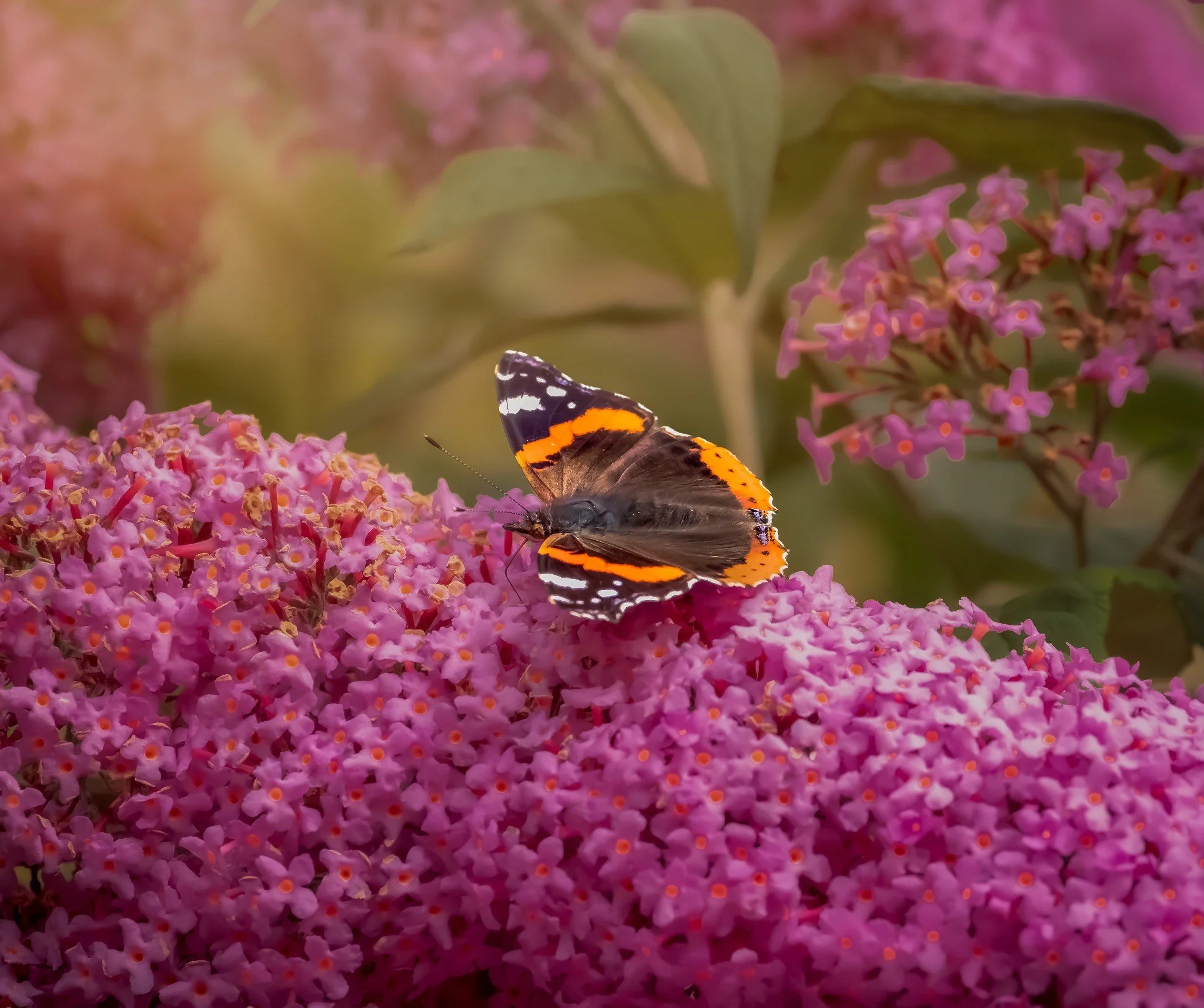 Walking in Nature | by Jill Johnson