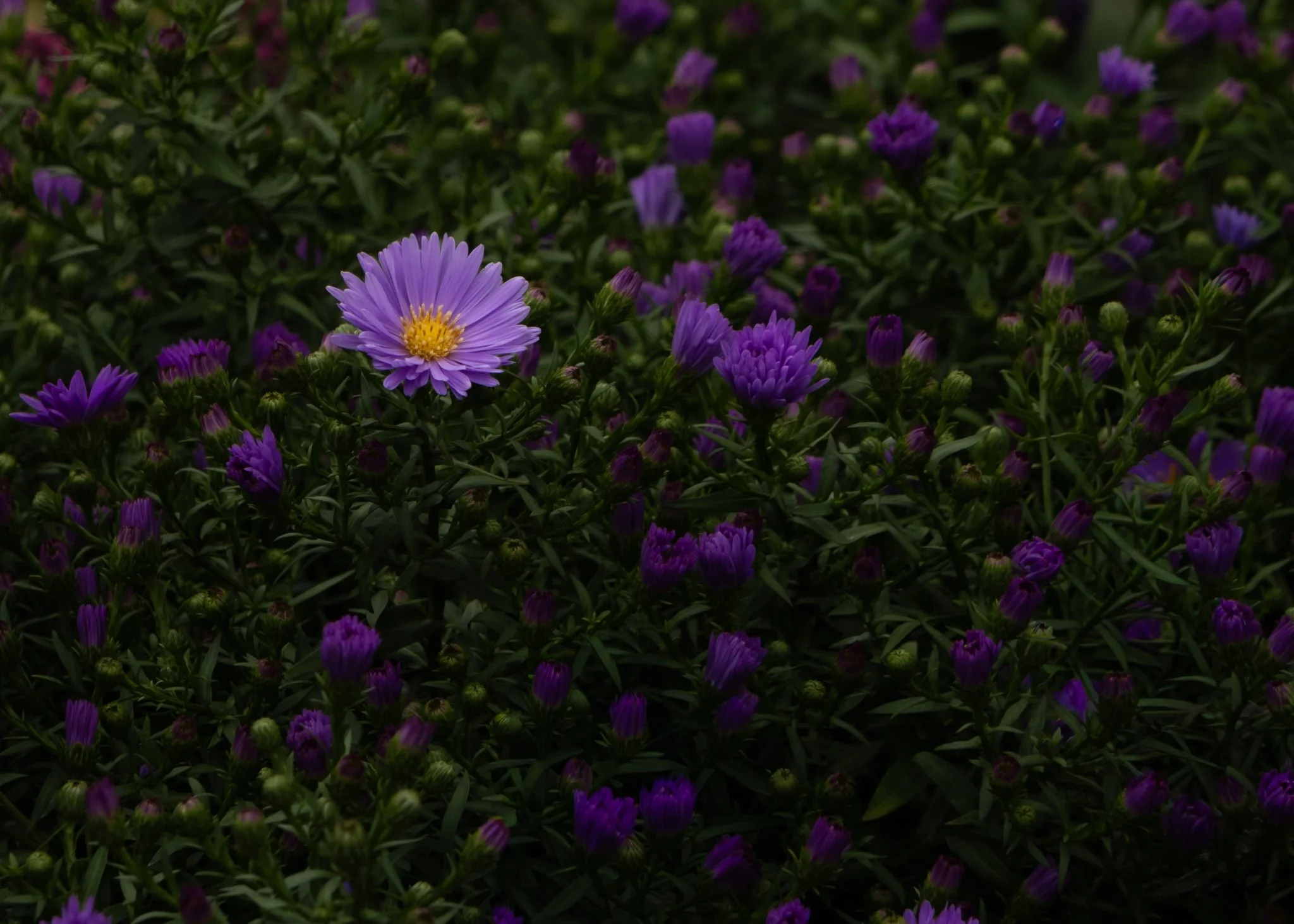 Chase the Rainbow Project | Purple