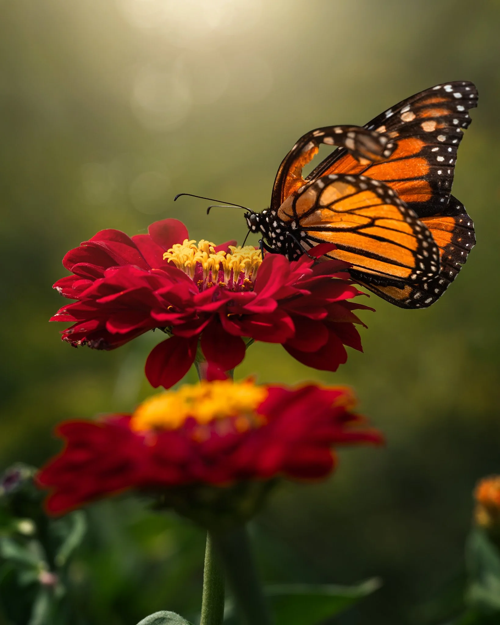 100 Days of Nature 2026