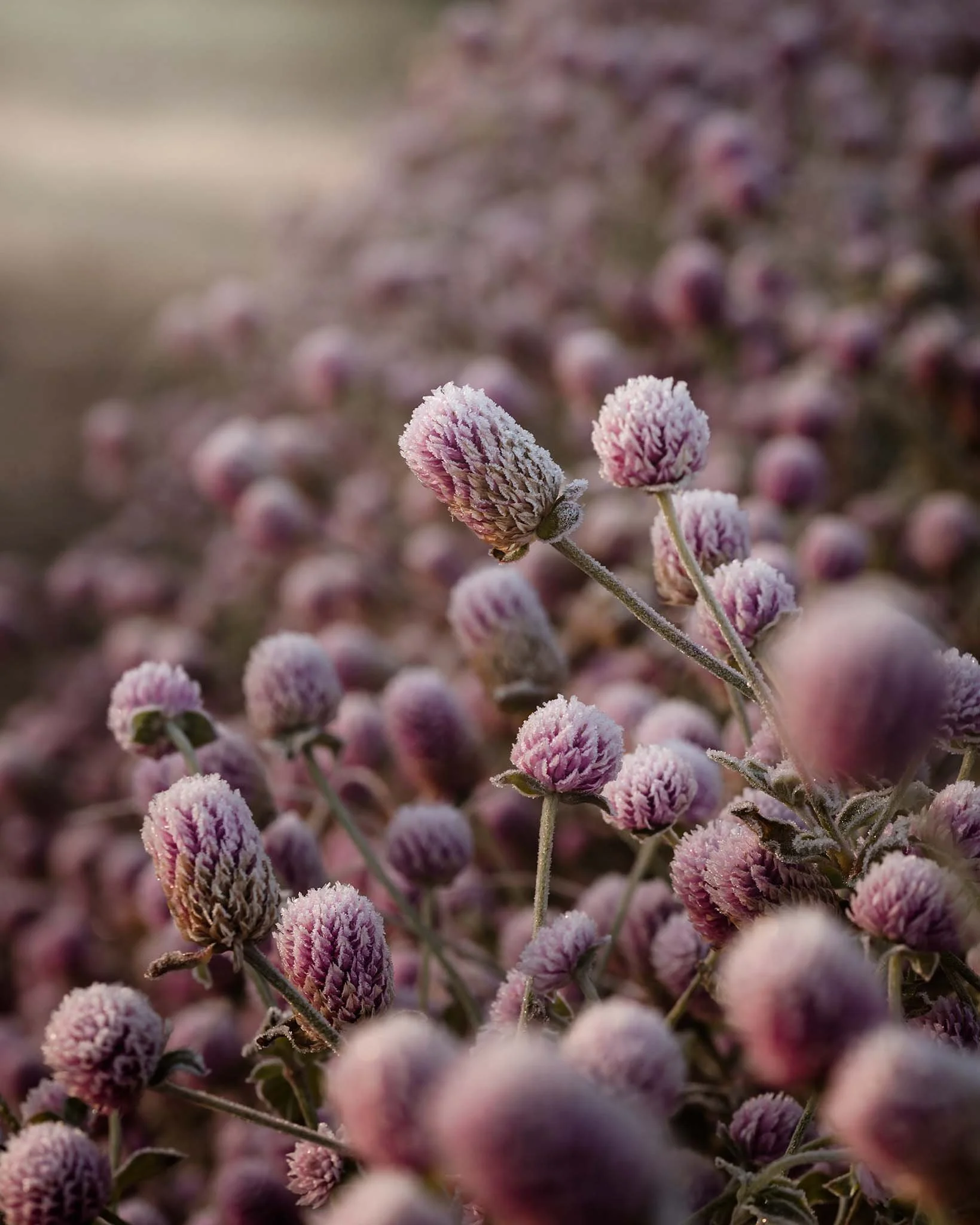 the-mindful-lens-23.jpg