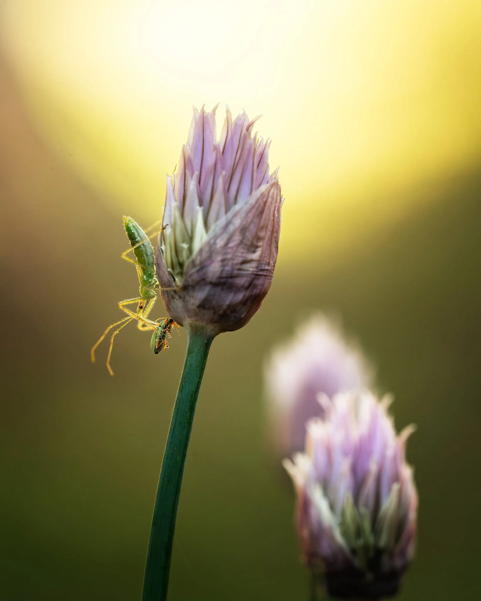 the-mindful-lens-1.jpg