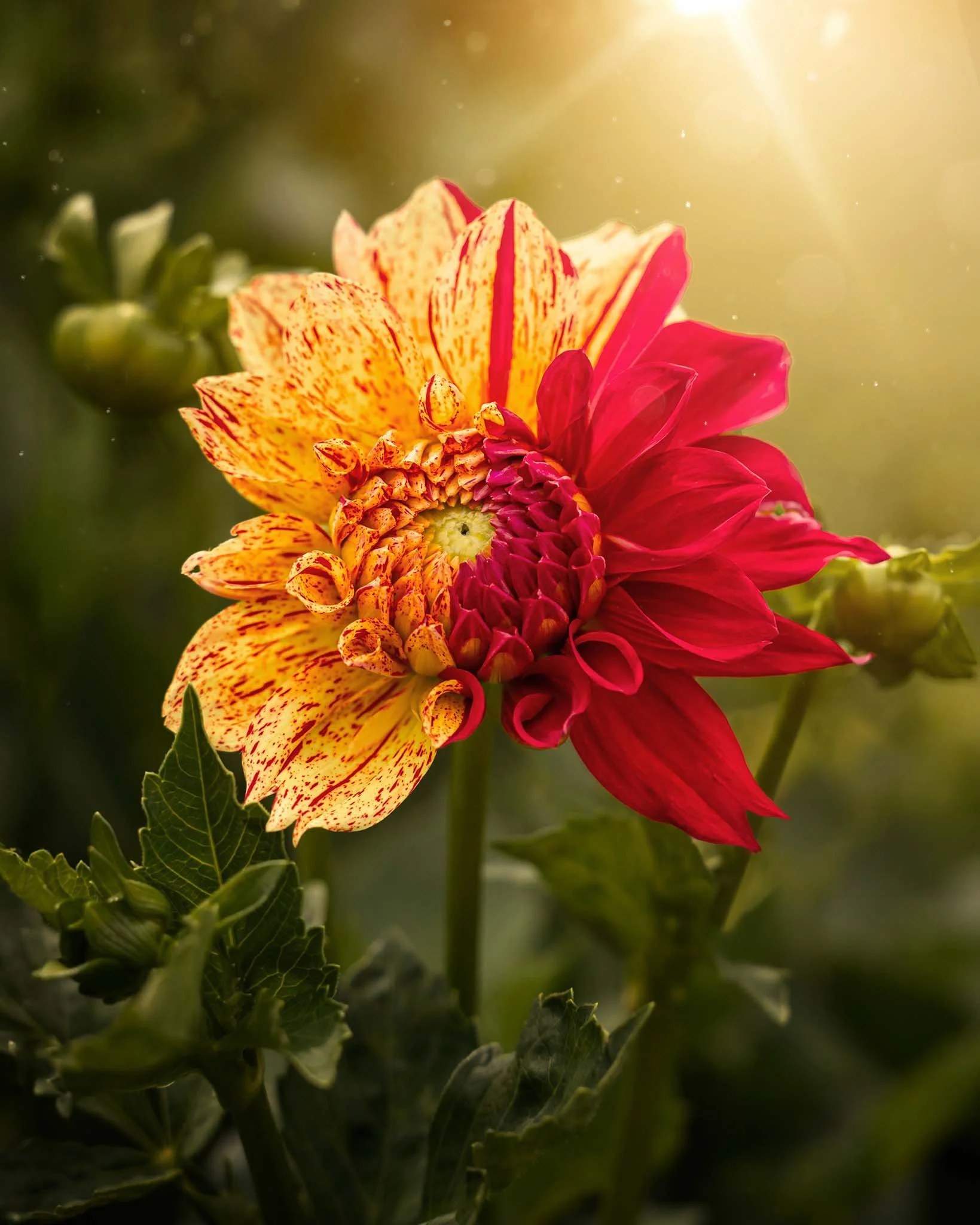 the-mindful-lens-25.jpg