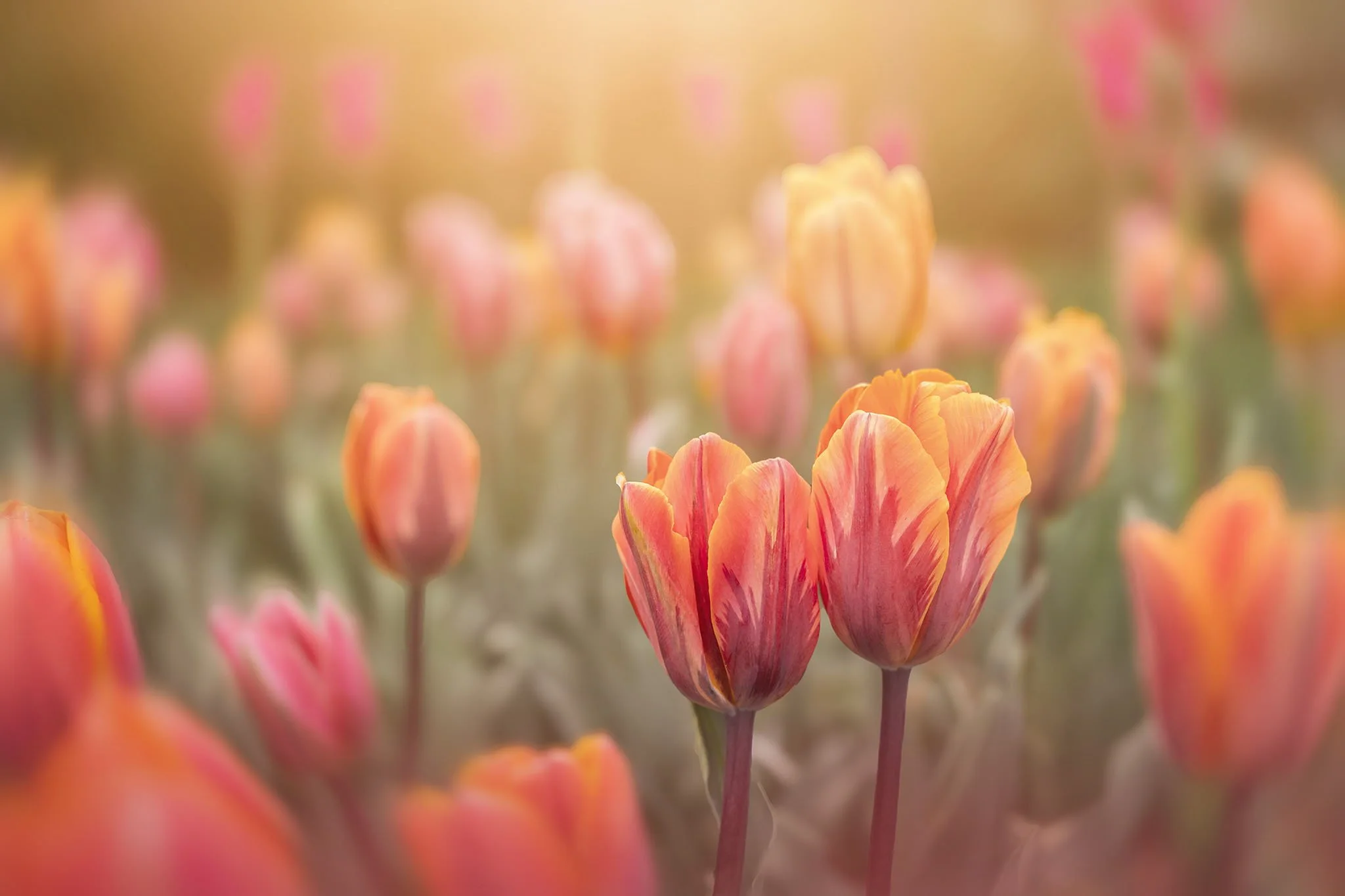 the-mindful-lens-11.jpg