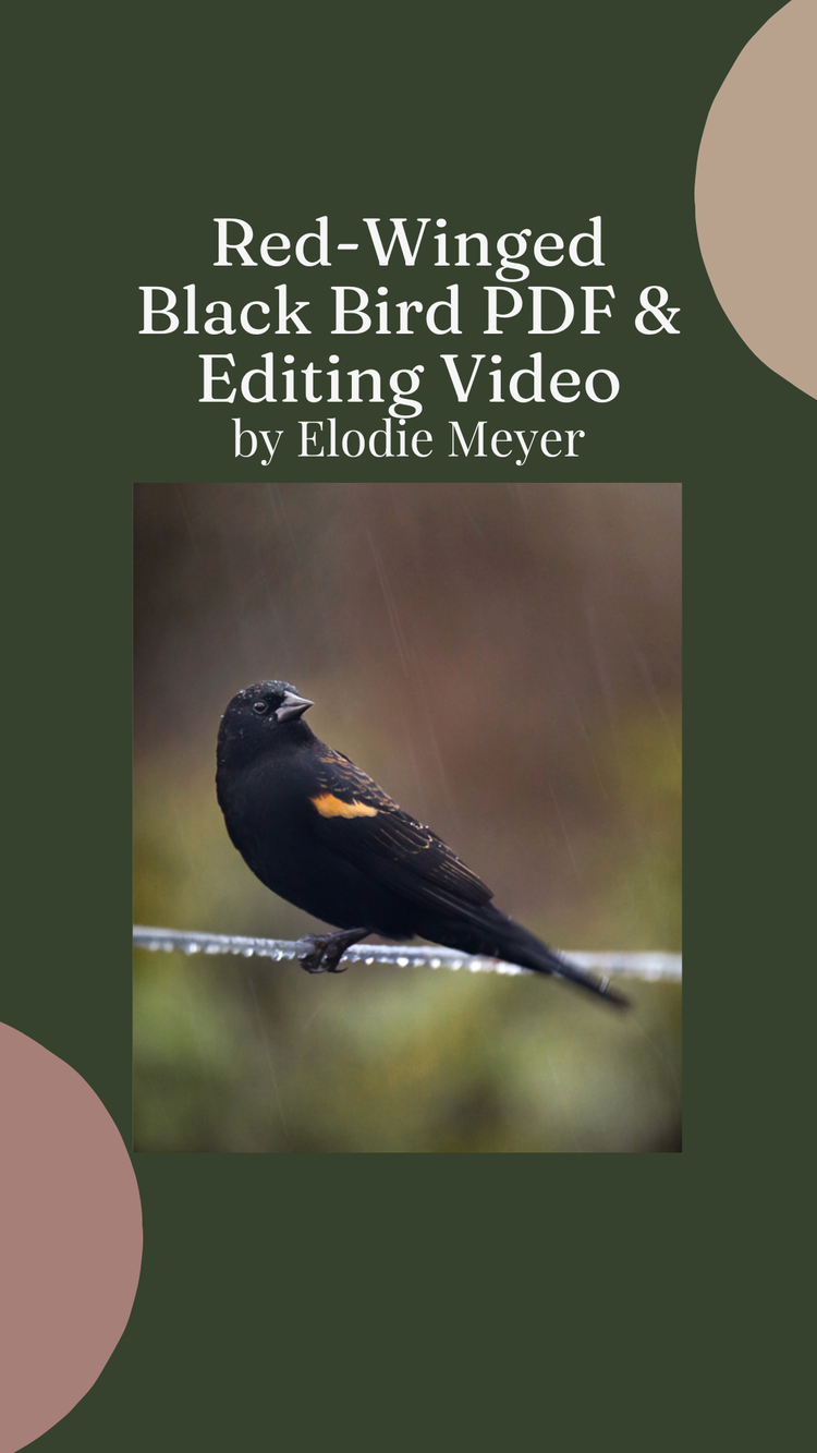 Free Photography Resources