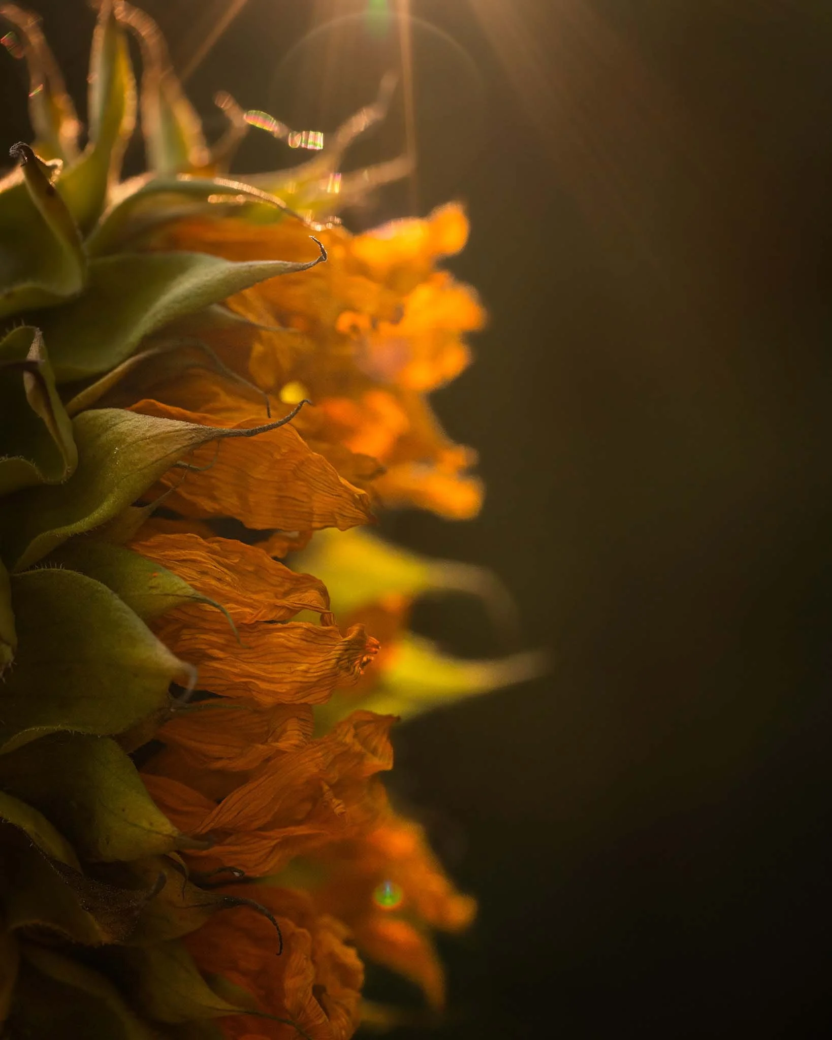 the-mindful-lens-9.jpg