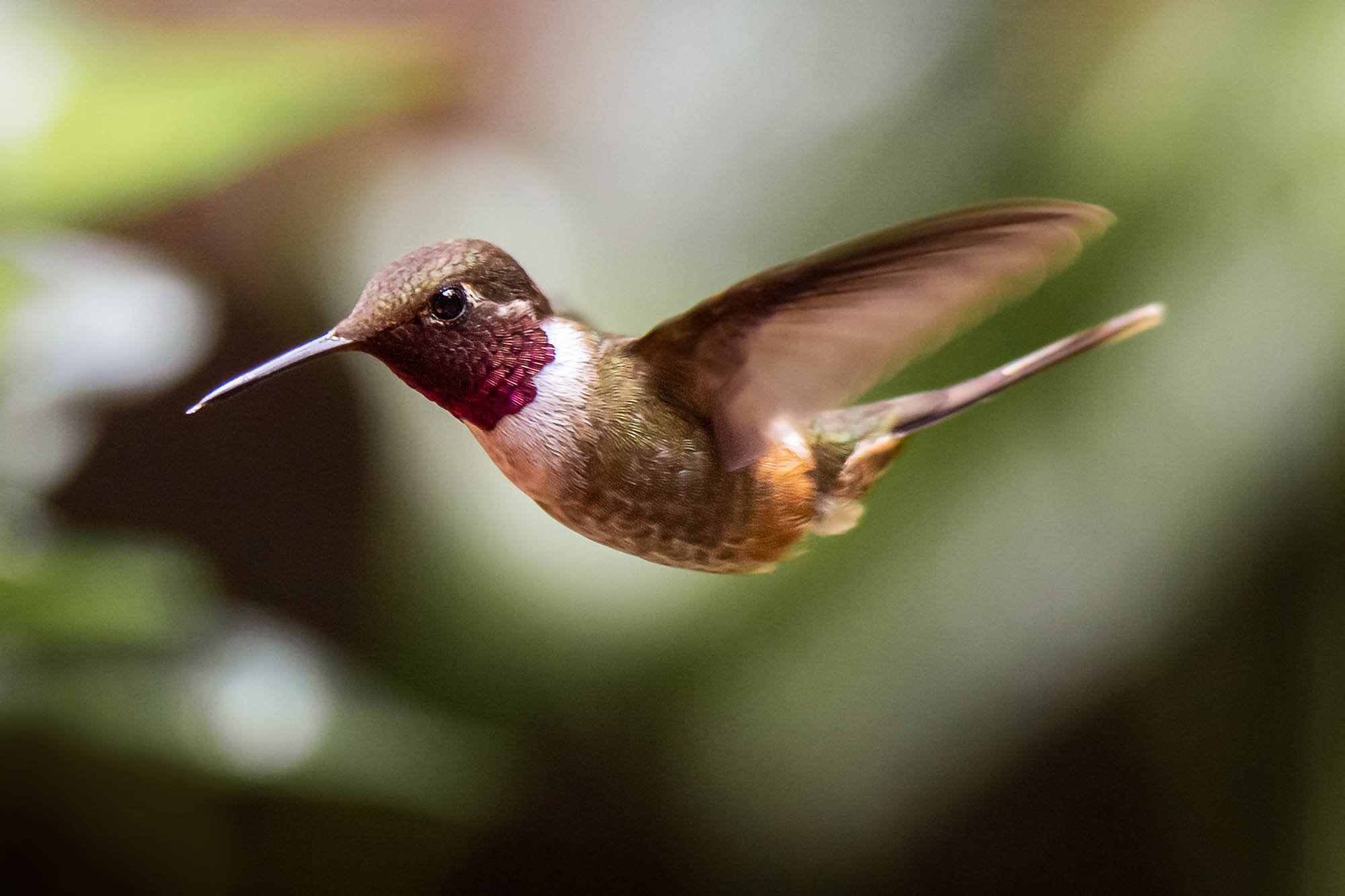 Hummingbird_Guide_Elodie_Meyer-27.jpg
