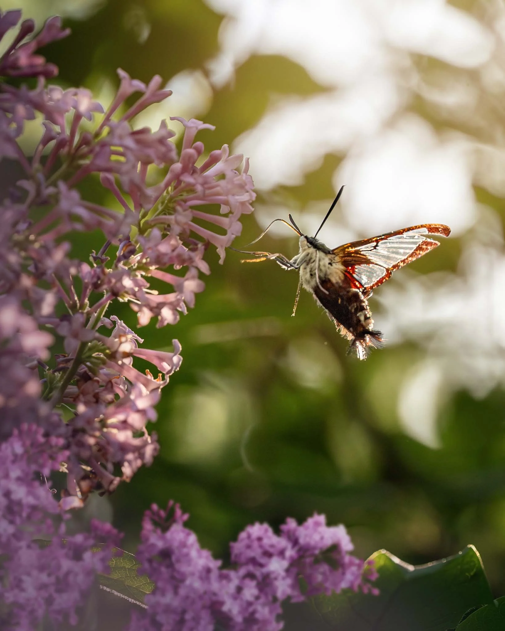 the-mindful-lens-6.jpg