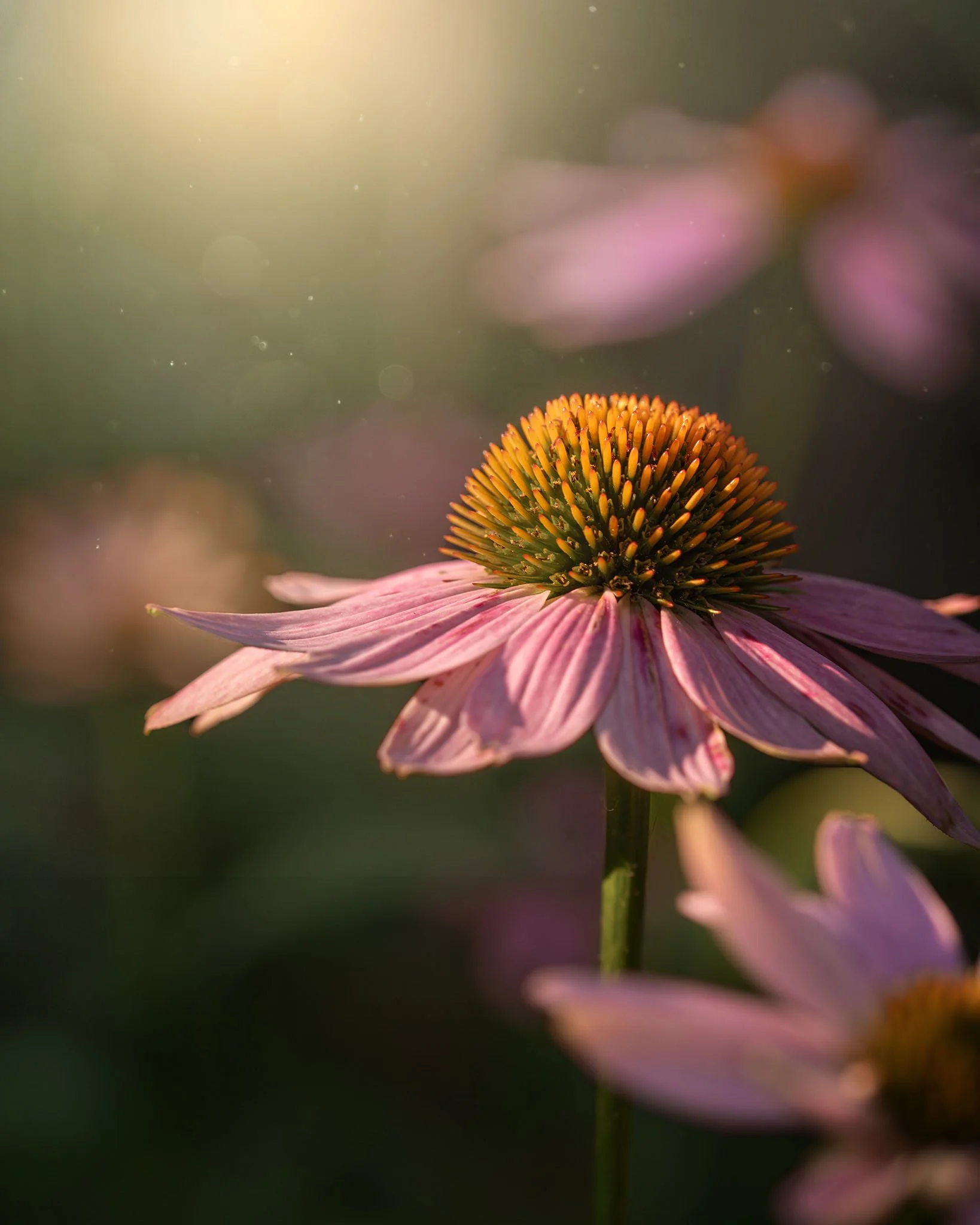 the-mindful-lens-16.jpg