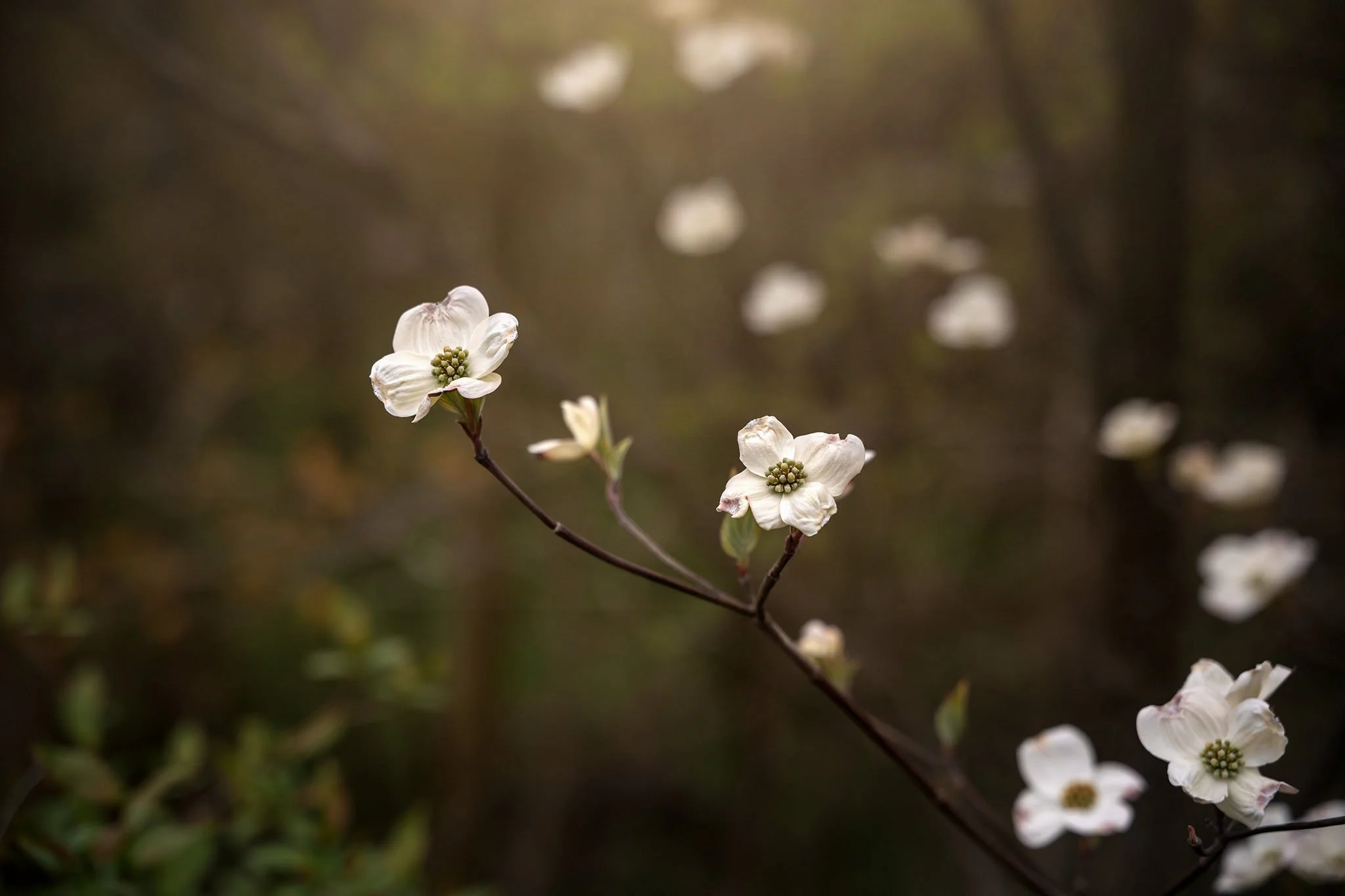 the-mindful-lens-15.jpg
