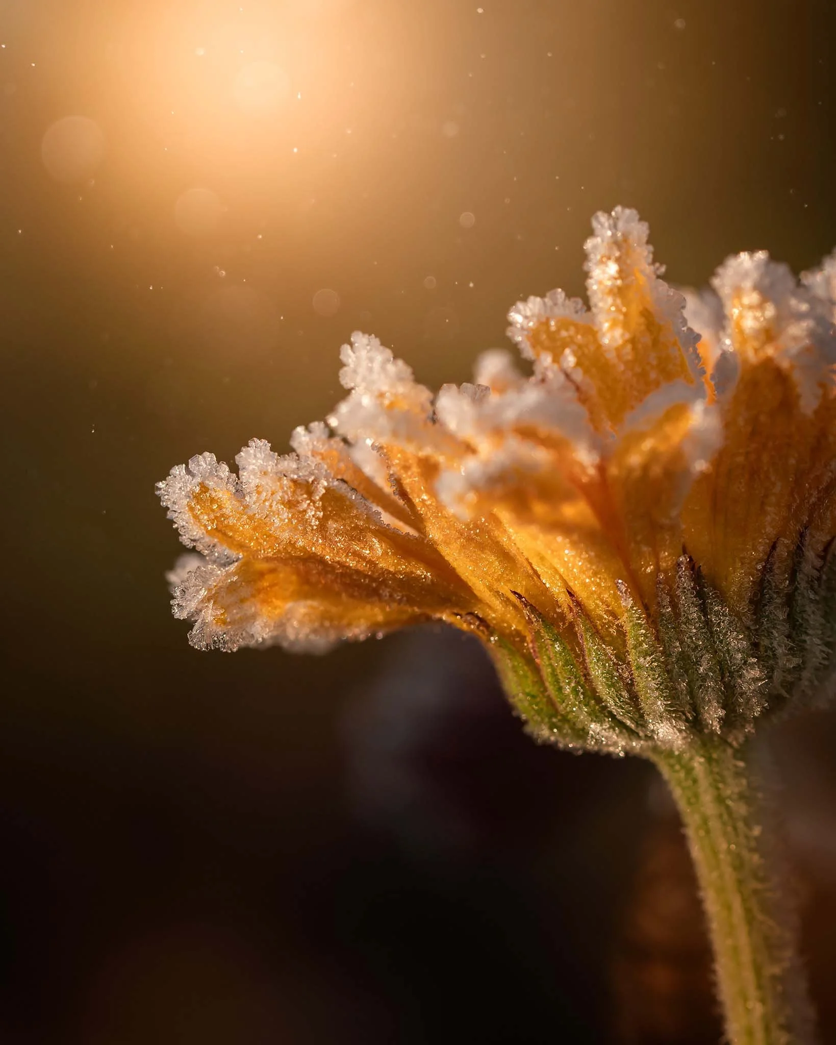 the-mindful-lens-22.jpg