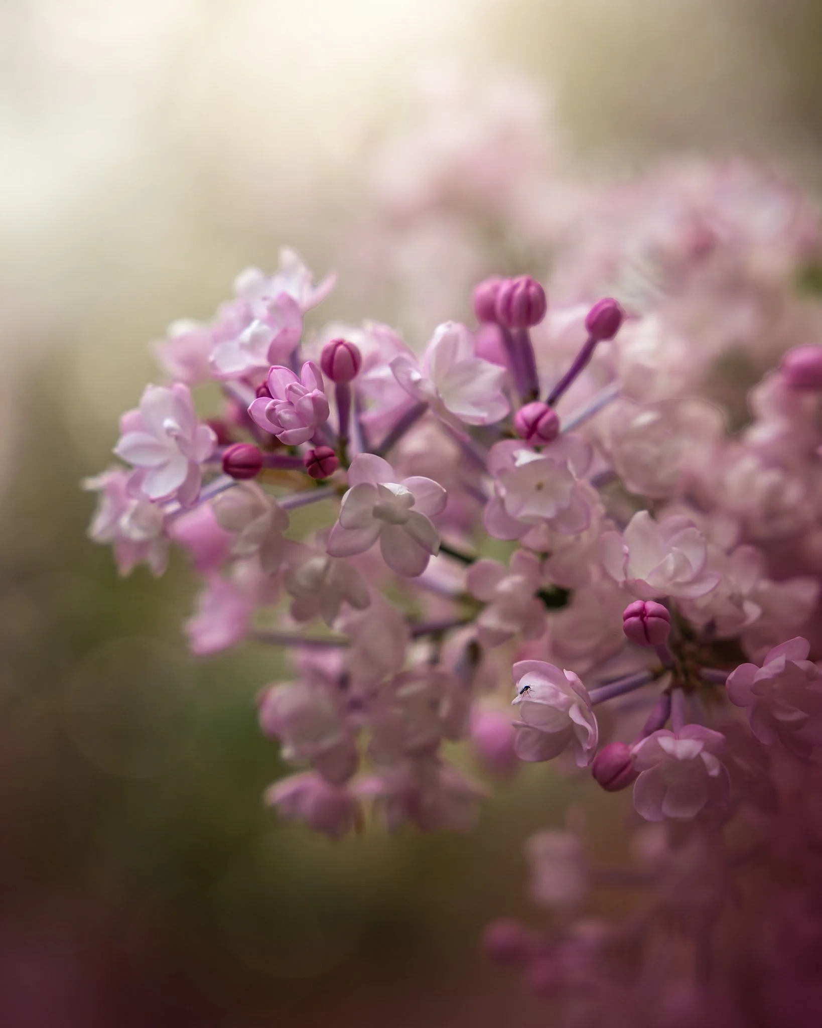 the-mindful-lens-14.jpg