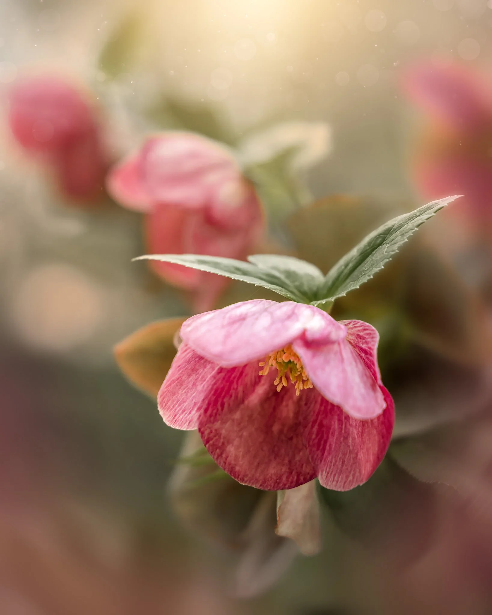 the-mindful-lens-10.jpg