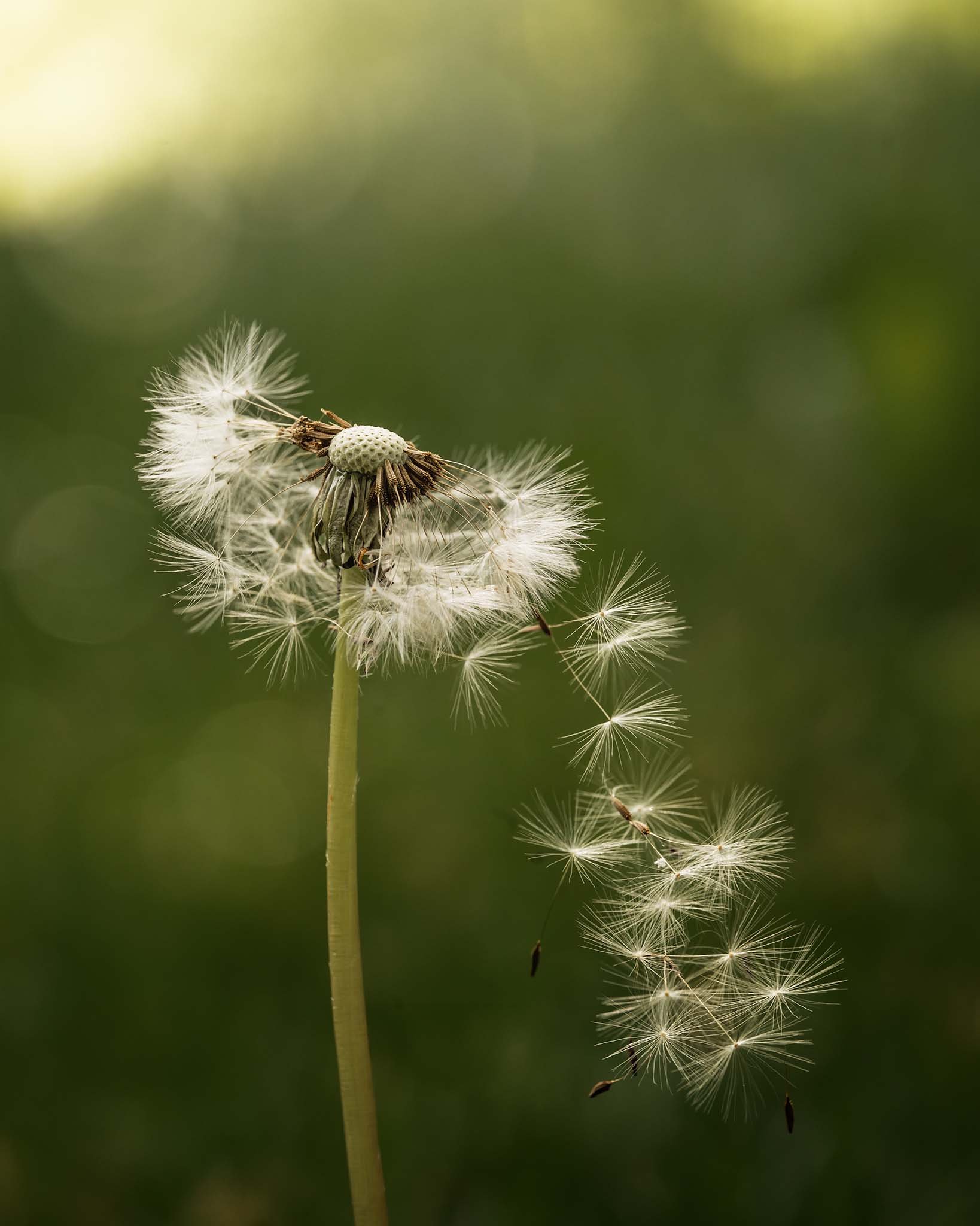 the-mindful-lens-2.jpg