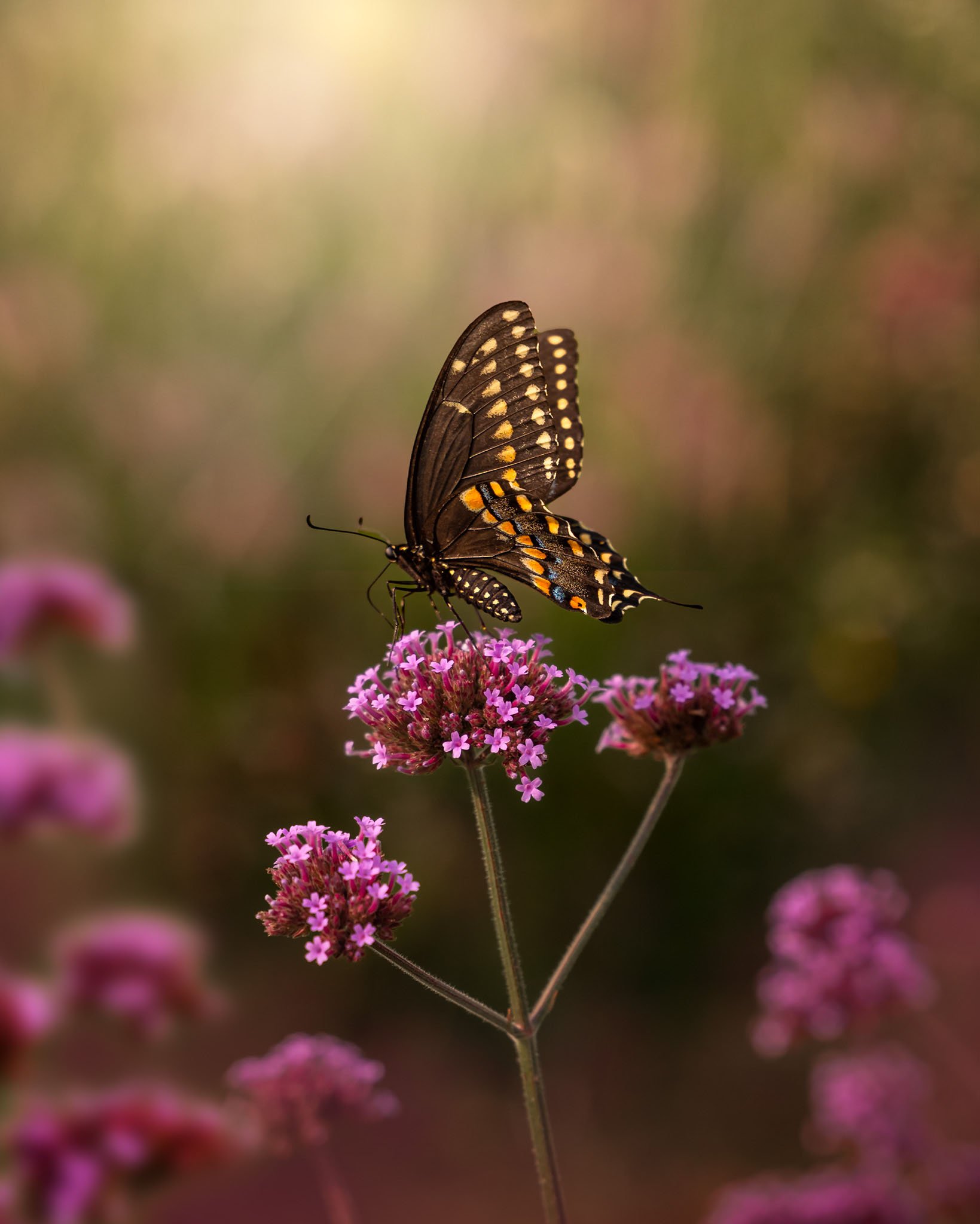 the-mindful-lens-18.jpg