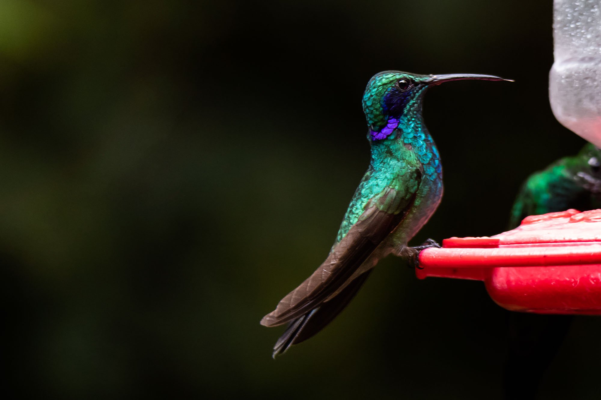 Hummingbird_Guide_Elodie_Meyer-28.jpg
