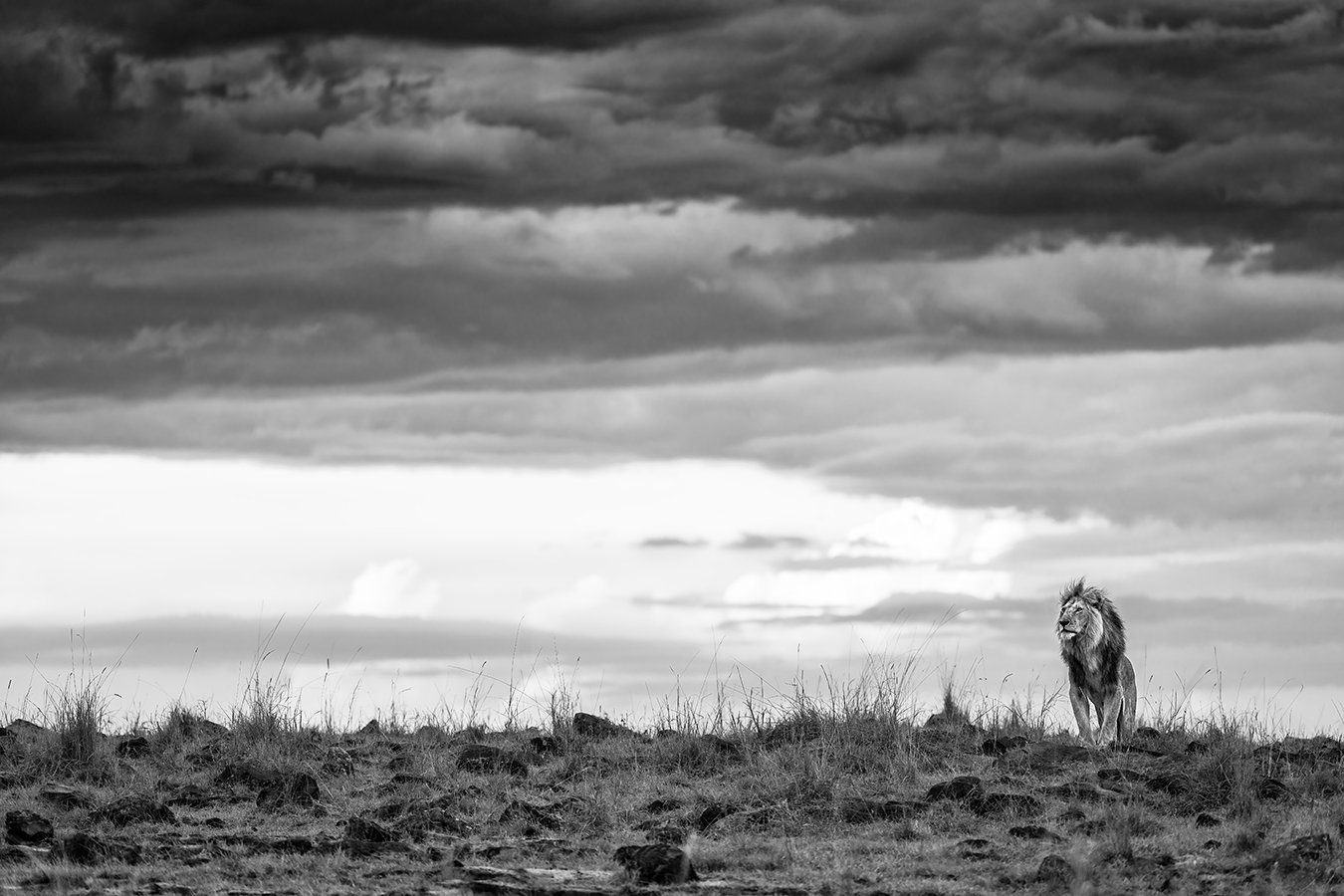 TOM_BRETSCHNEIDER_FOTOGRAFIE-Kenia-Masai_Mara-lion-THE_KINGDOM.jpg