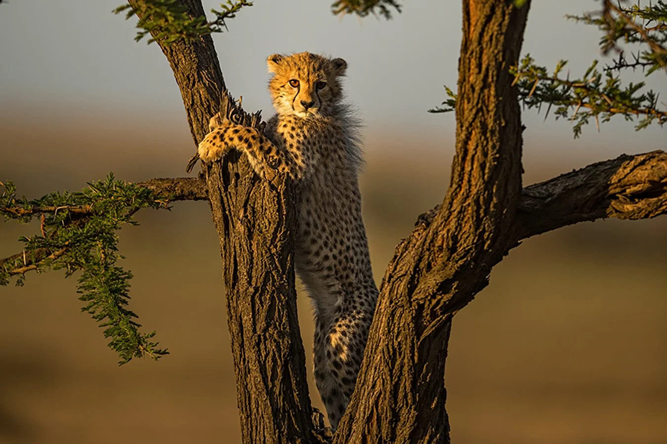 TOM_BRETSCHNEIDER_FOTOGRAFIE-Kenia-Masai_Mara-cheetah-EYE_LEVEL.jpg