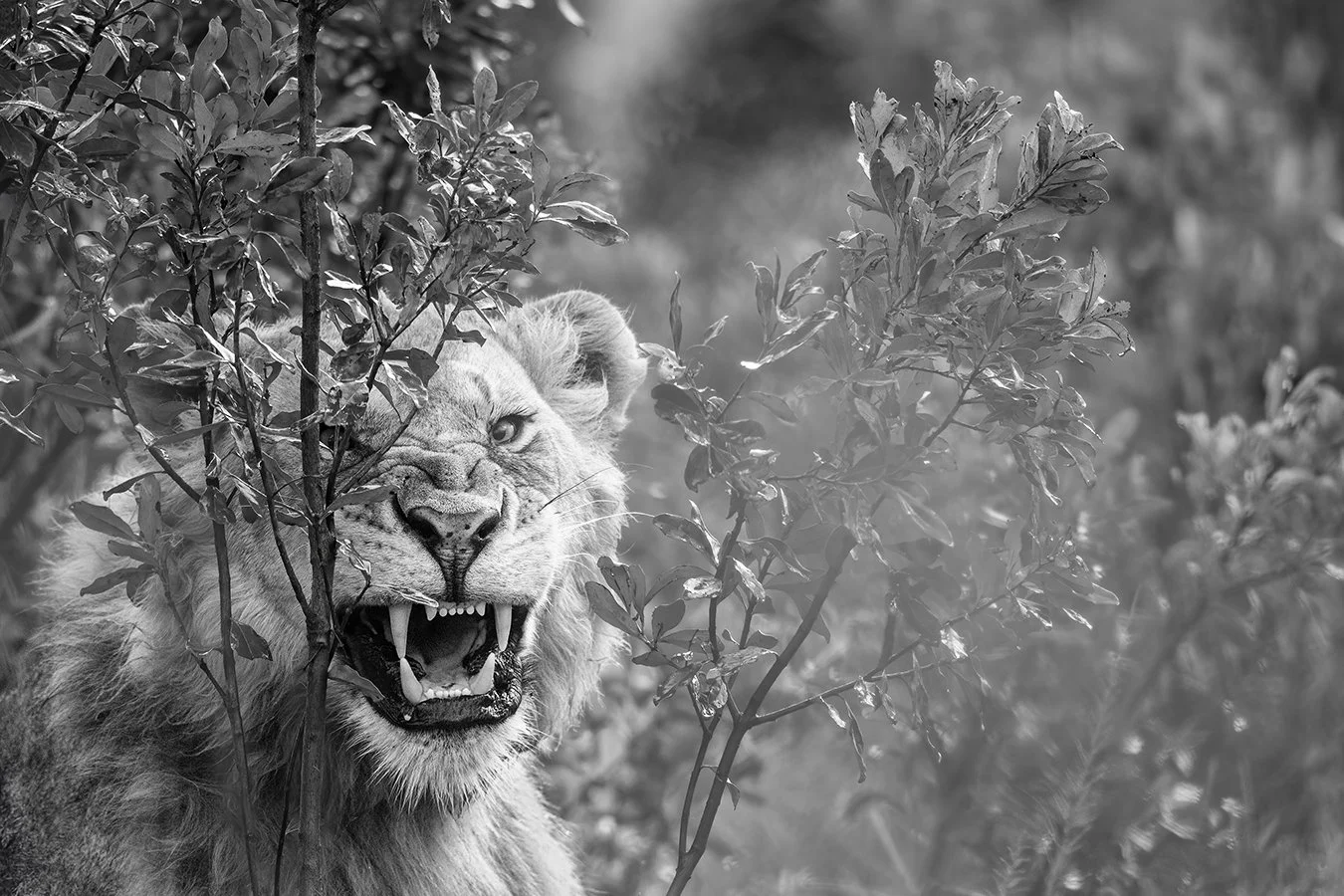 TOM_BRETSCHNEIDER_FOTOGRAFIE-Kenia-Masai_Mara-lion-FRUSTRATION.jpg