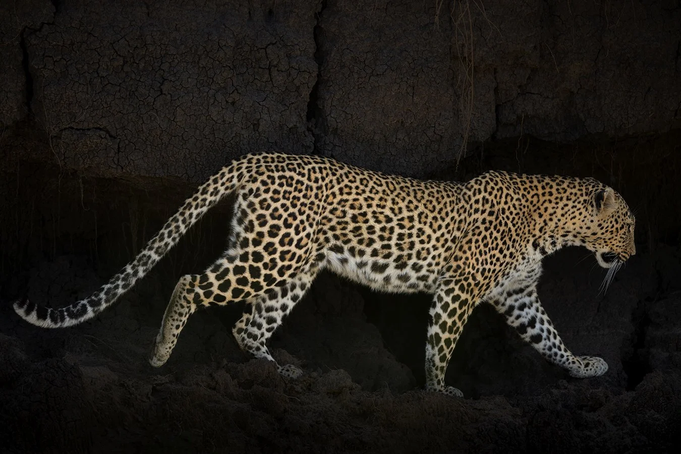 TOM_BRETSCHNEIDER_FOTOGRAFIE-Kenia-Masai_Mara-leopard-LULUKA.jpg